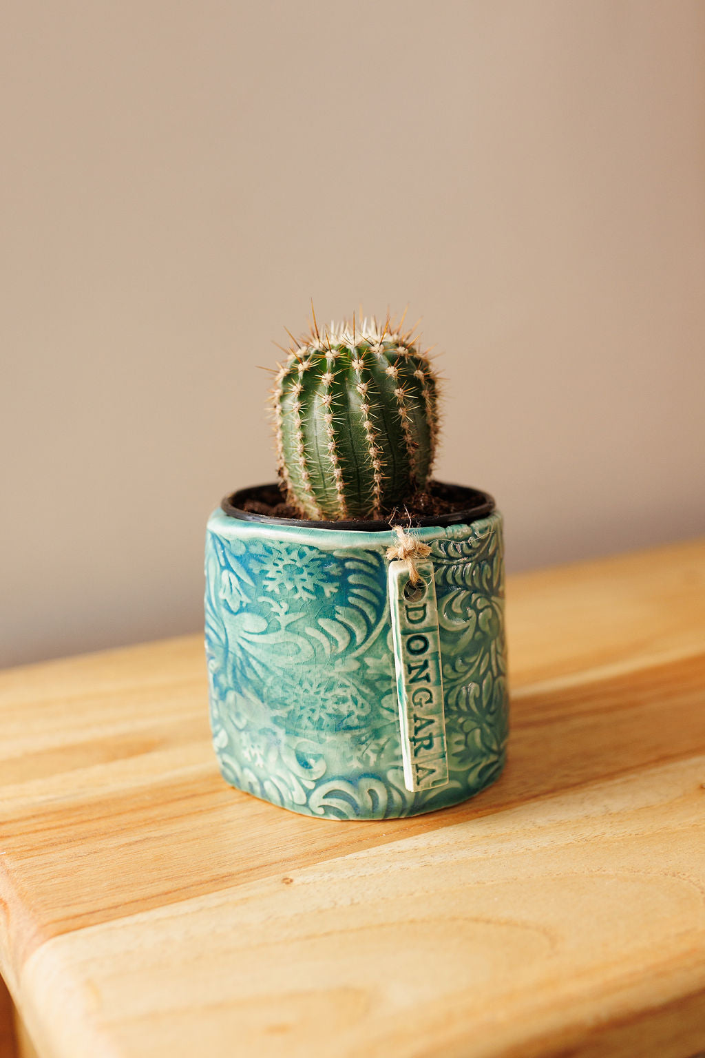 JC Pottery - Assorted Plant and Pot 90mm
