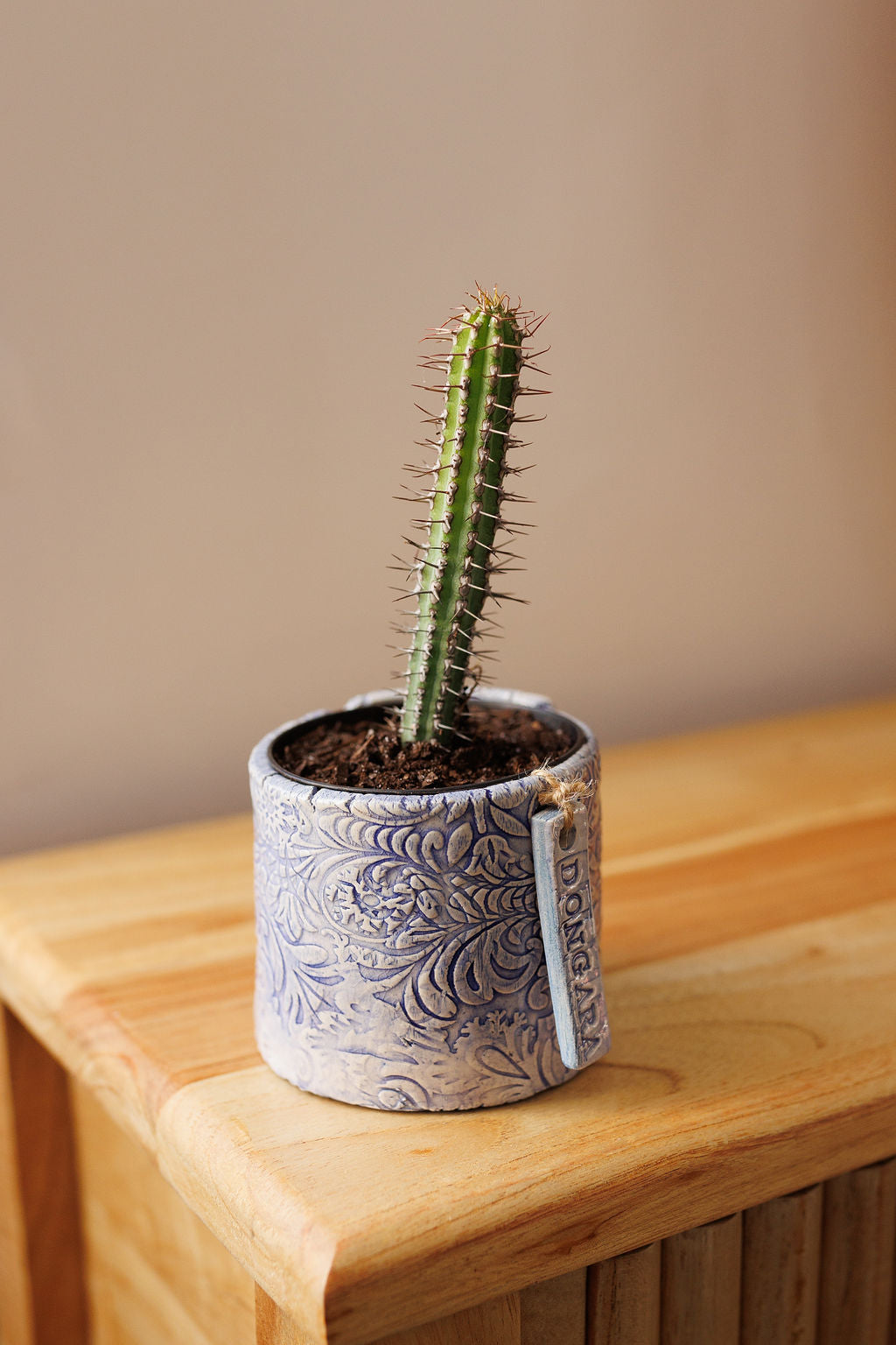 JC Pottery - Assorted Plant and Pot 90mm