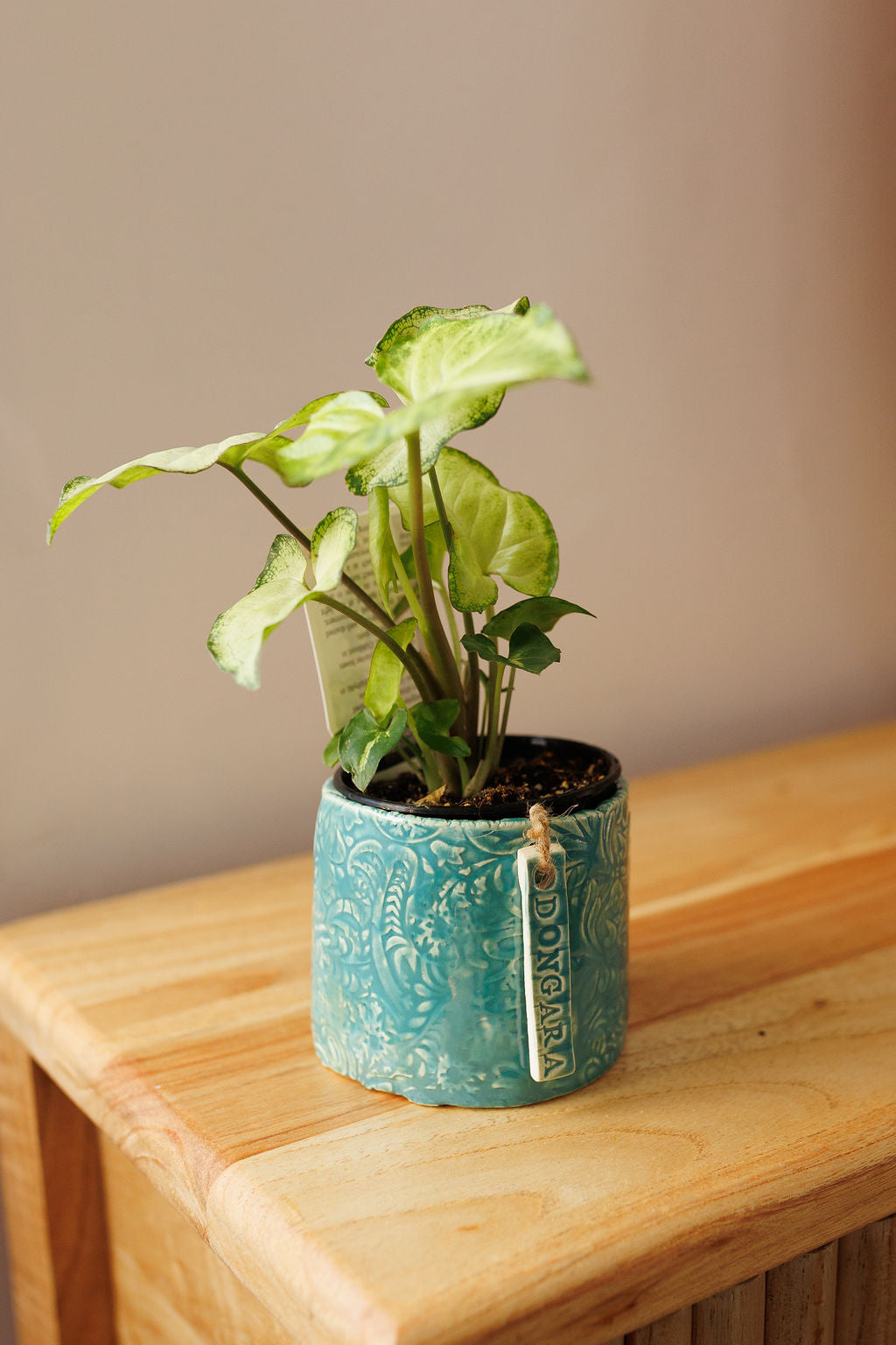 JC Pottery - Assorted Plant and Pot 90mm