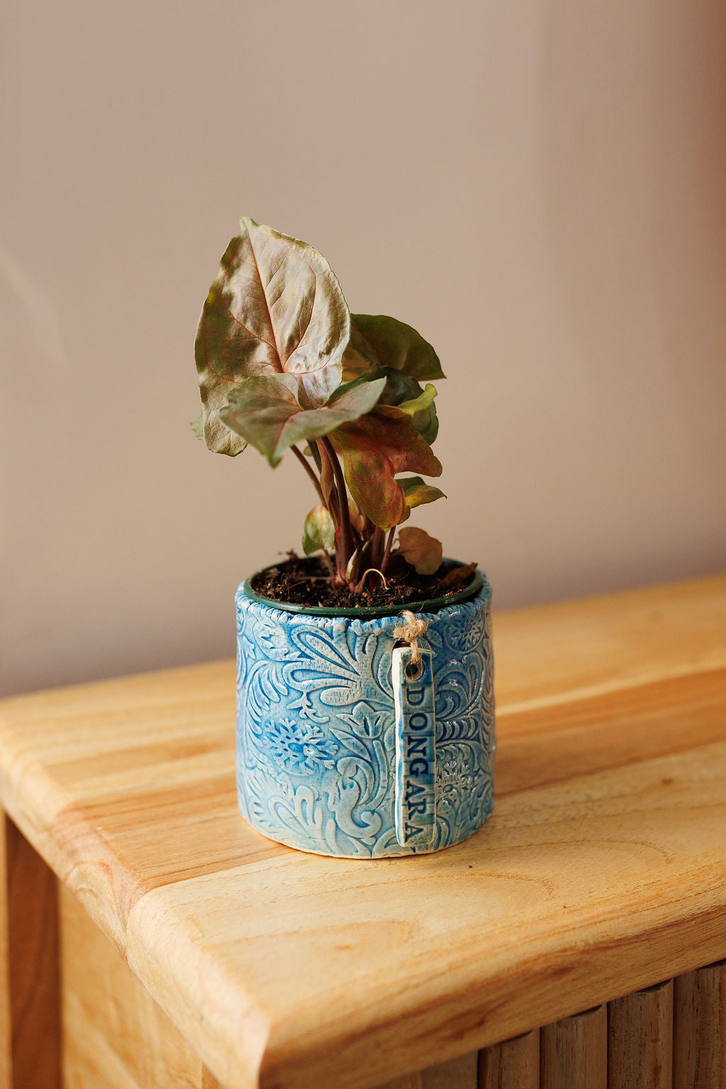JC Pottery - Assorted Plant and Pot 90mm