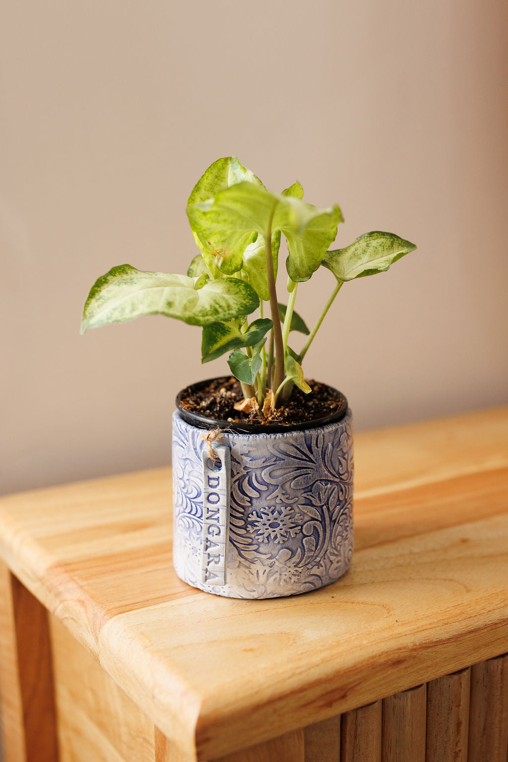 JC Pottery - Assorted Plant and Pot 90mm