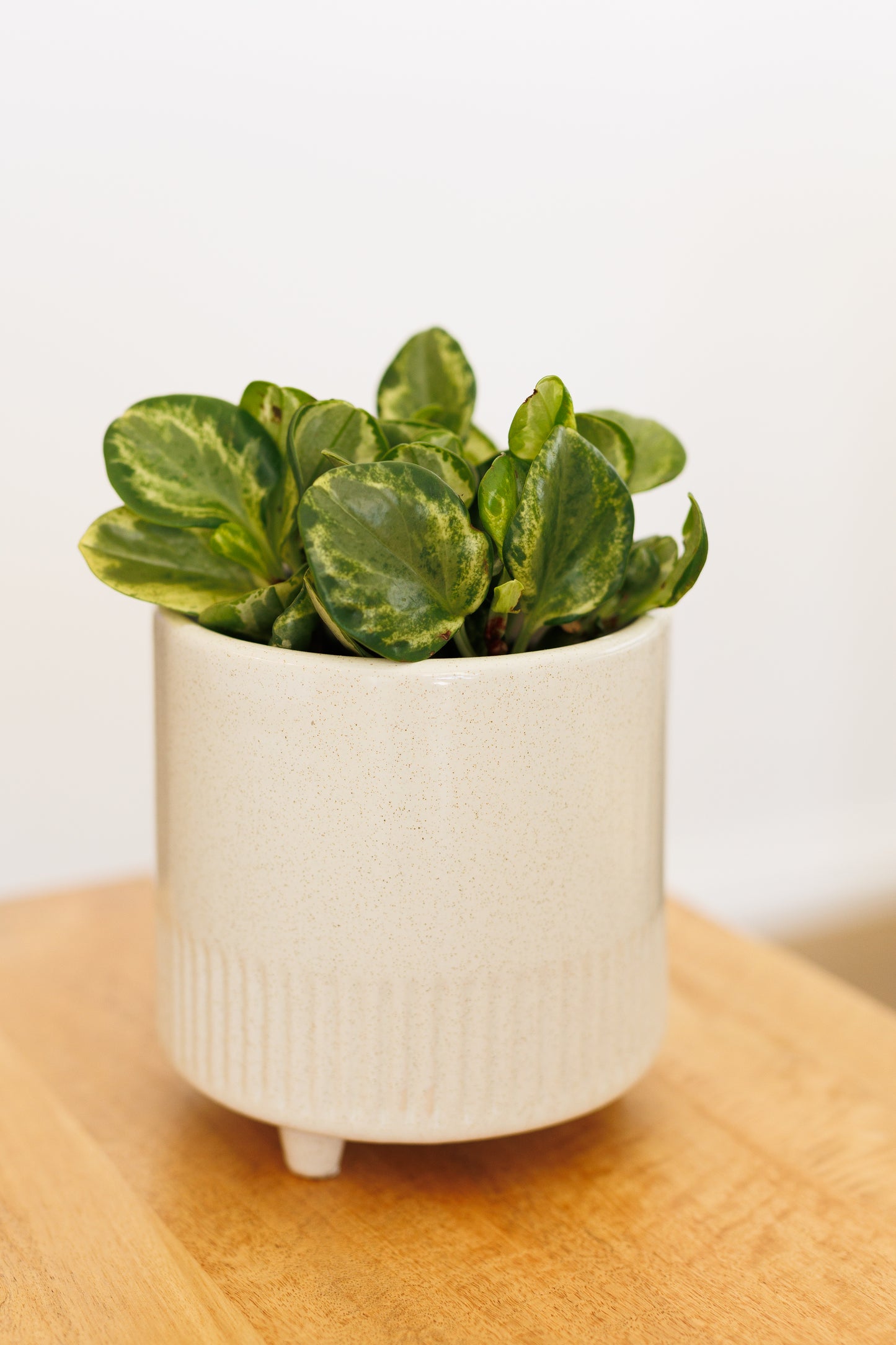 Peperomia Green & Gold - 130mm