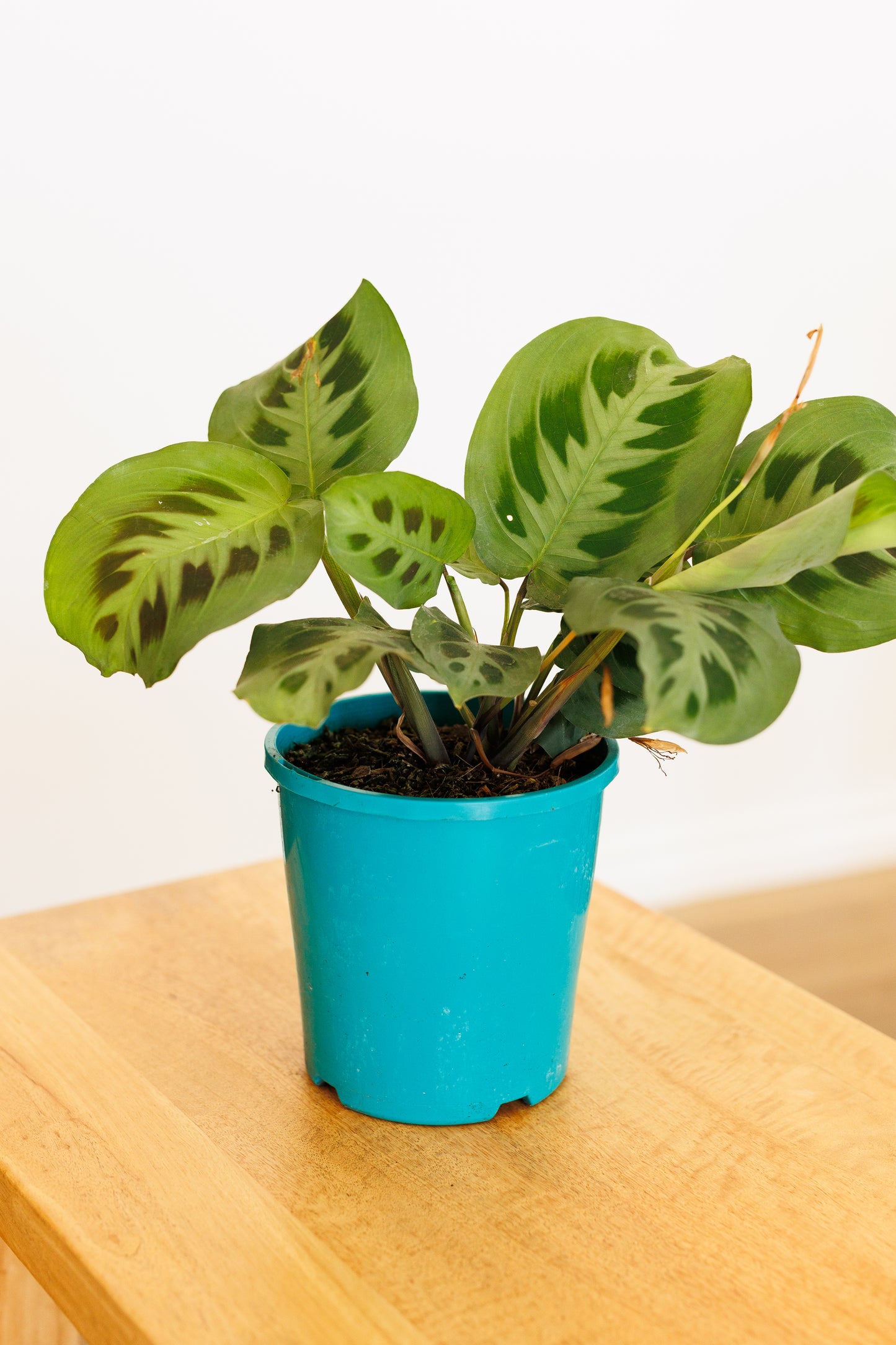 Maranta Leuconeura Kerchoveana Green - 140mm