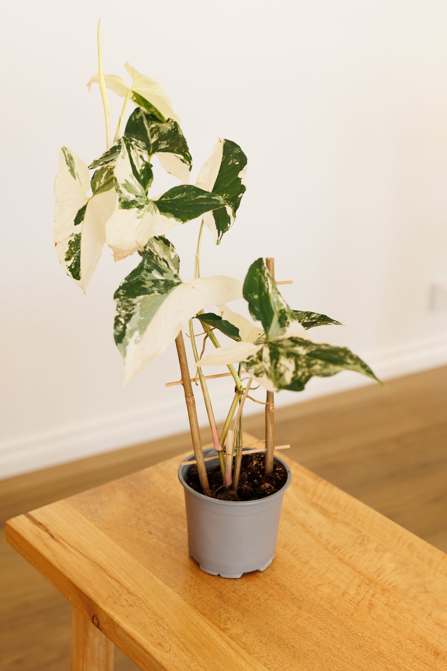 Syngonium White Fantasy - 120mm