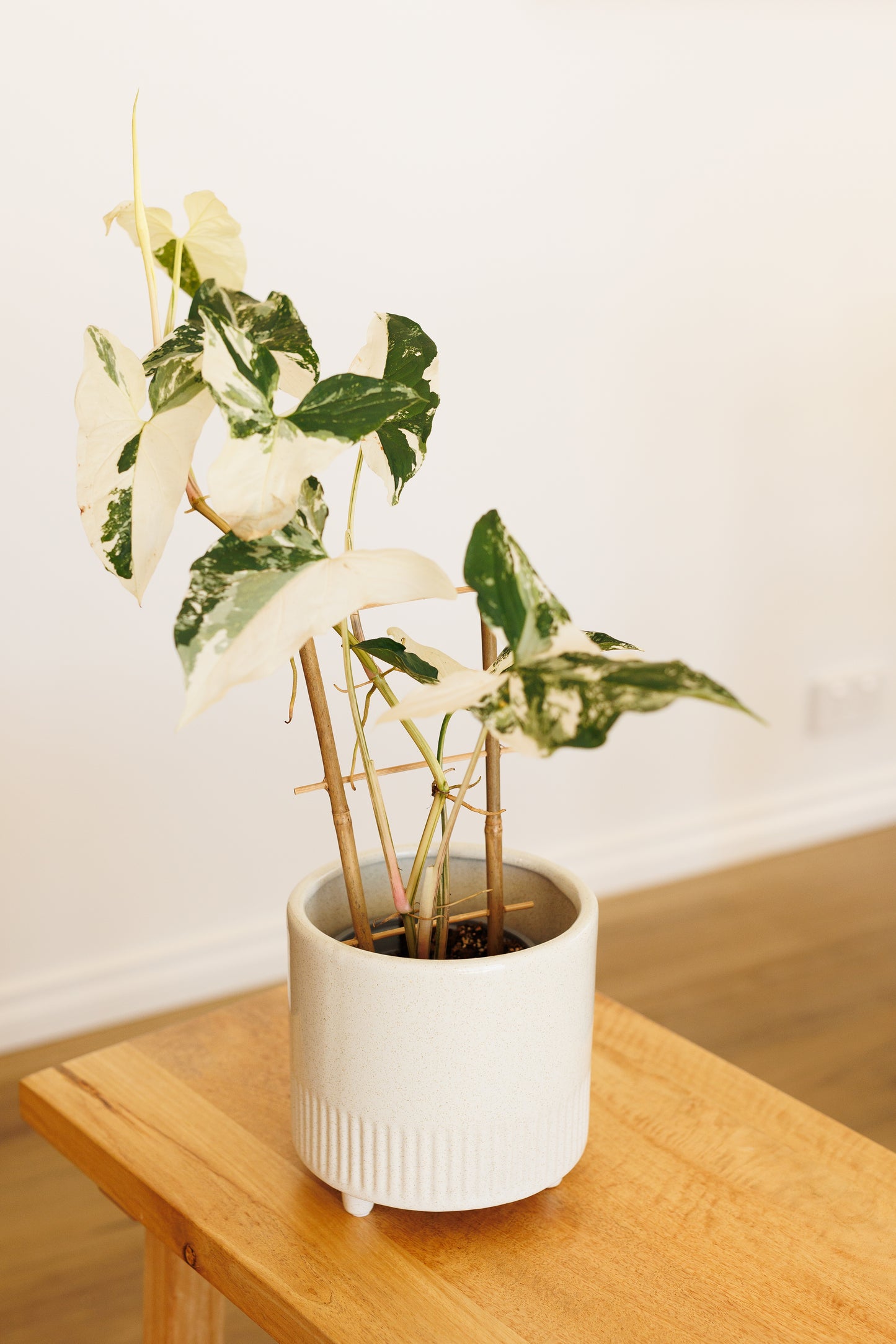 Syngonium White Fantasy - 120mm