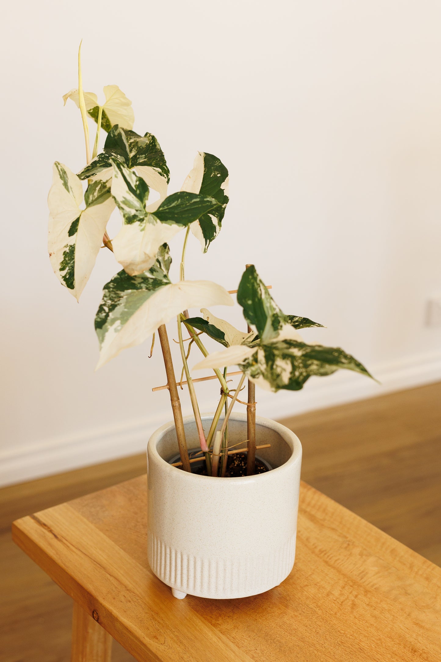 Syngonium White Fantasy - 120mm