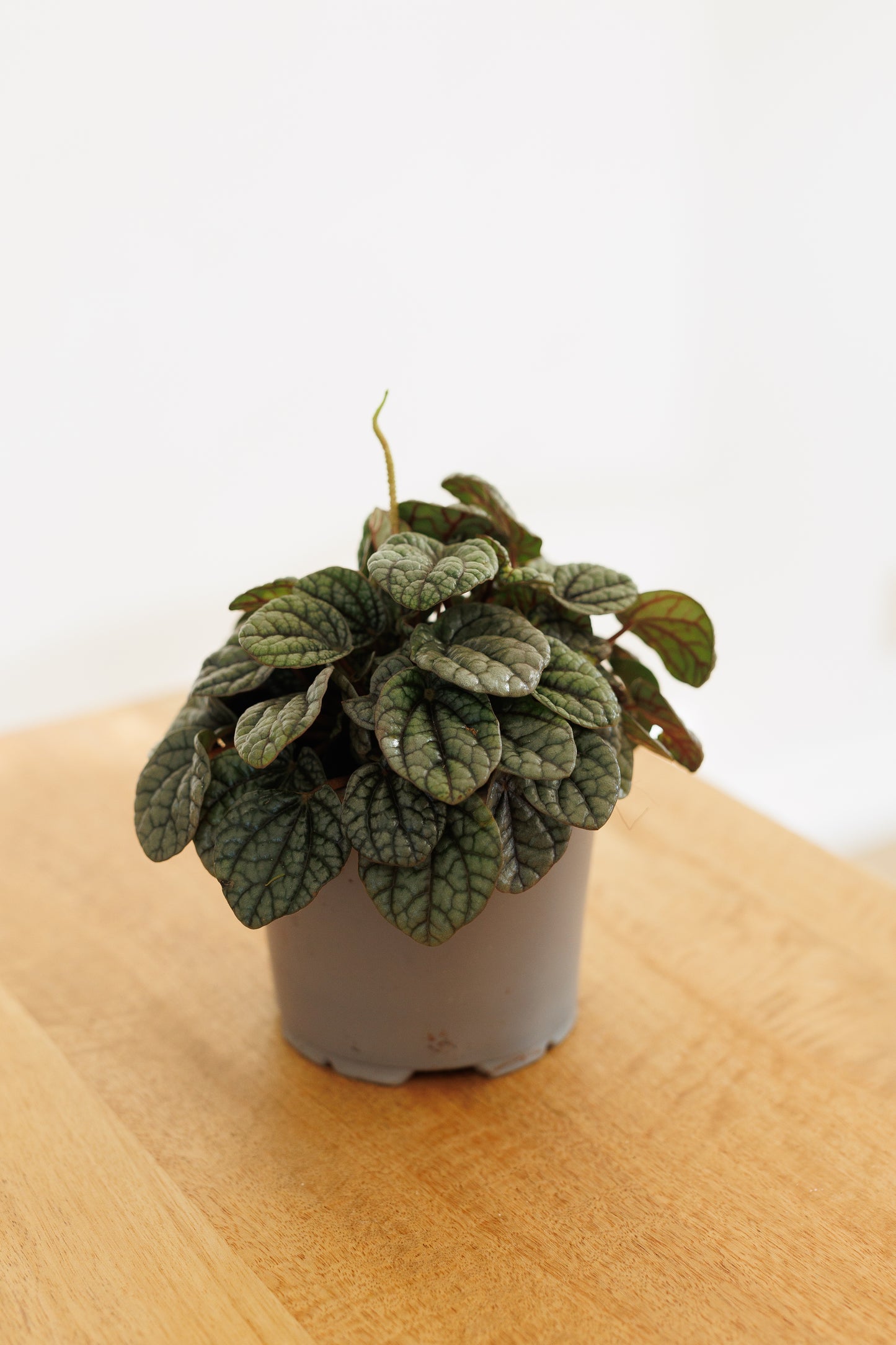 Peperomia Greyhound - 120mm