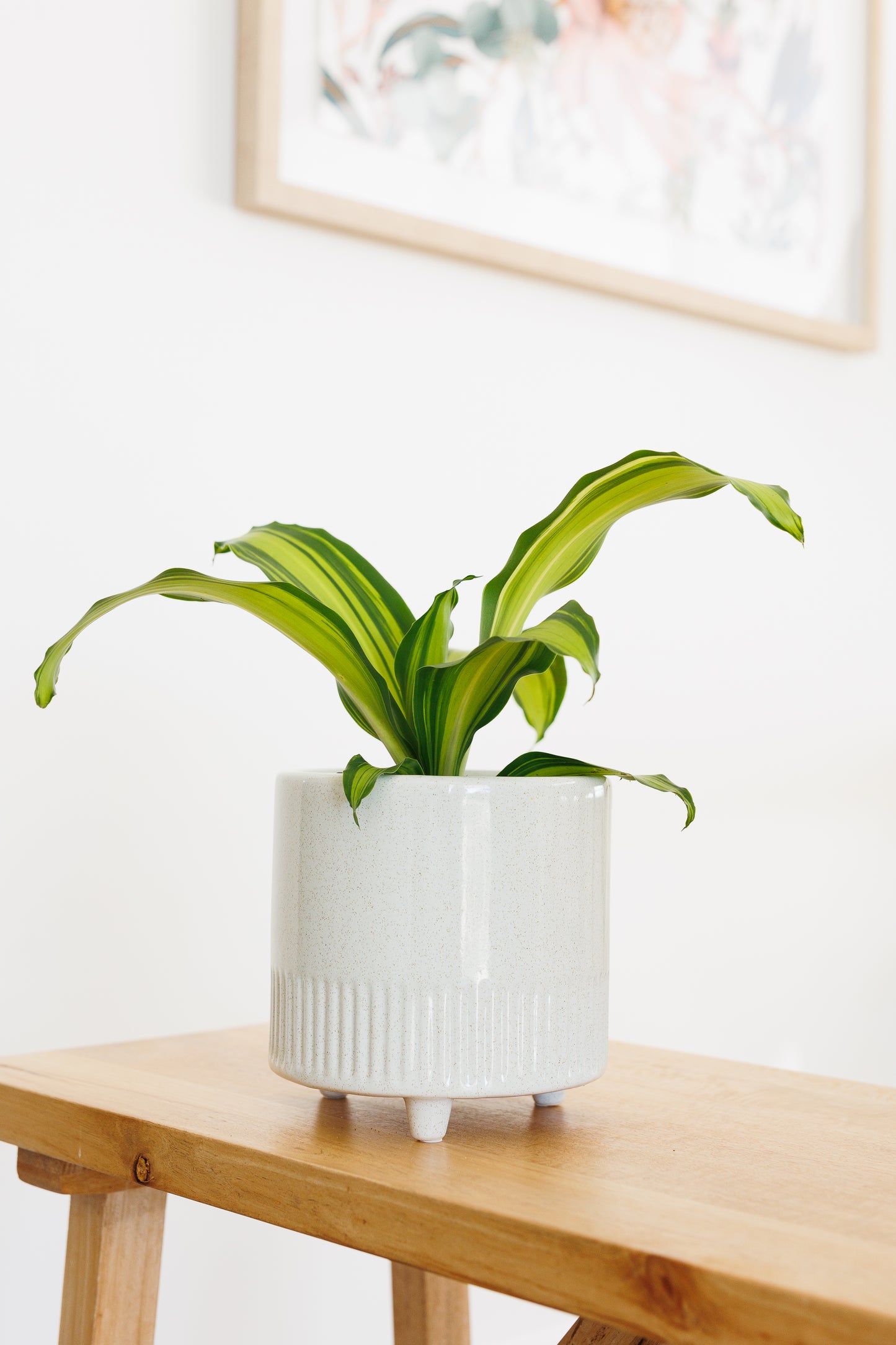 Dracaena Golden Heart - 120mm