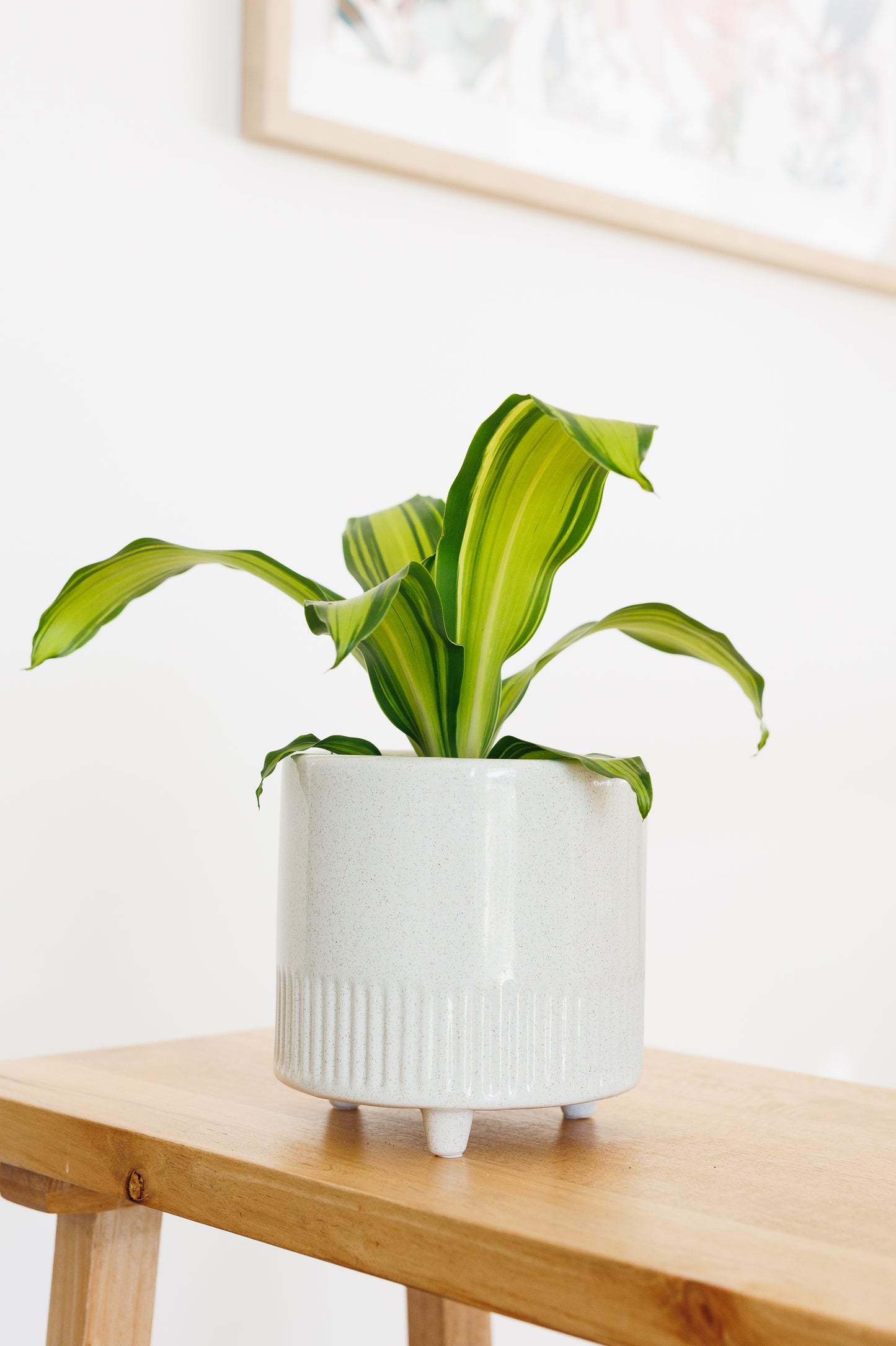 Dracaena Golden Heart - 120mm