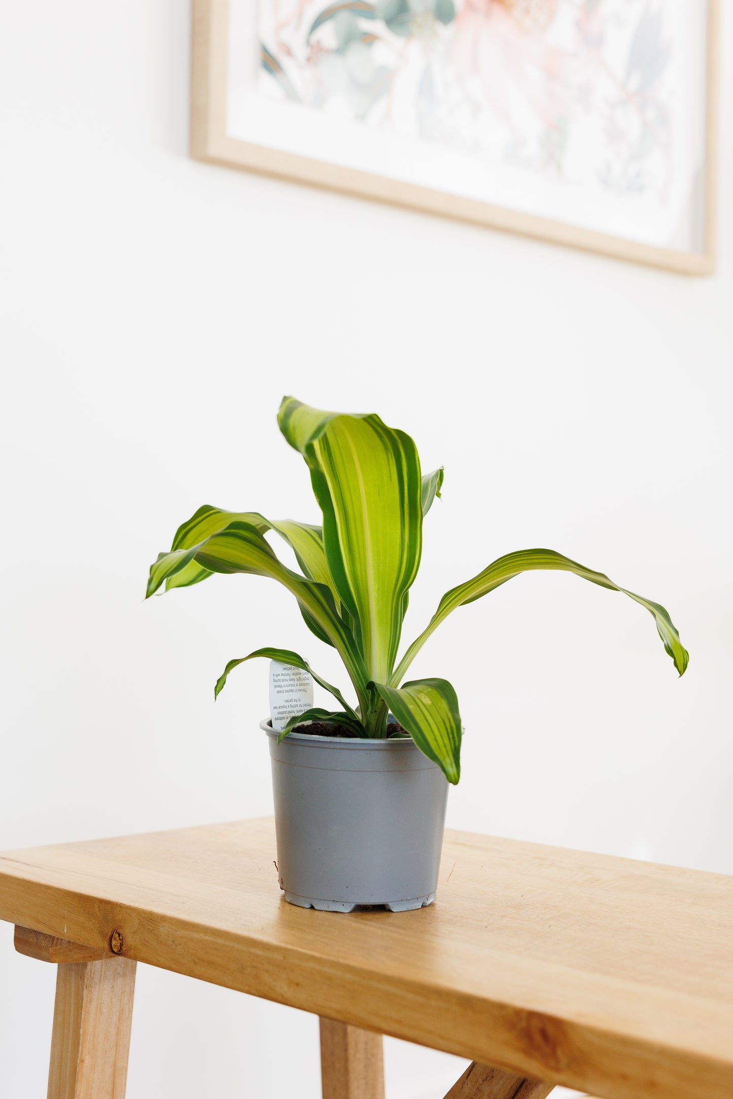Dracaena Golden Heart - 120mm