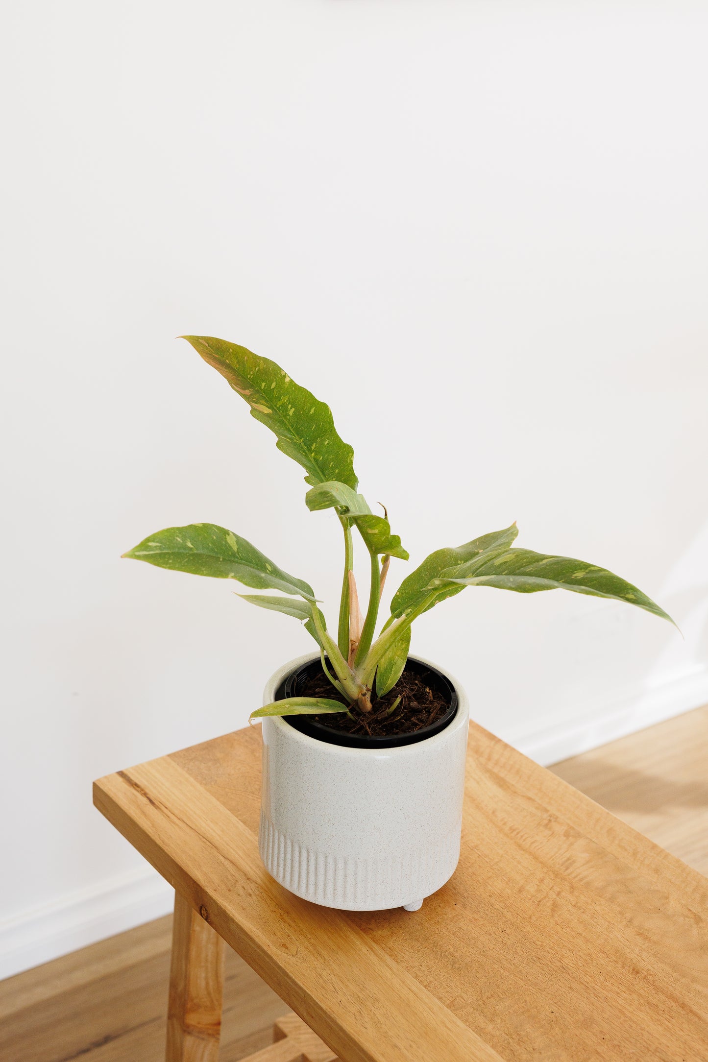 Philodendron Ring Of Fire Variegated - 140mm