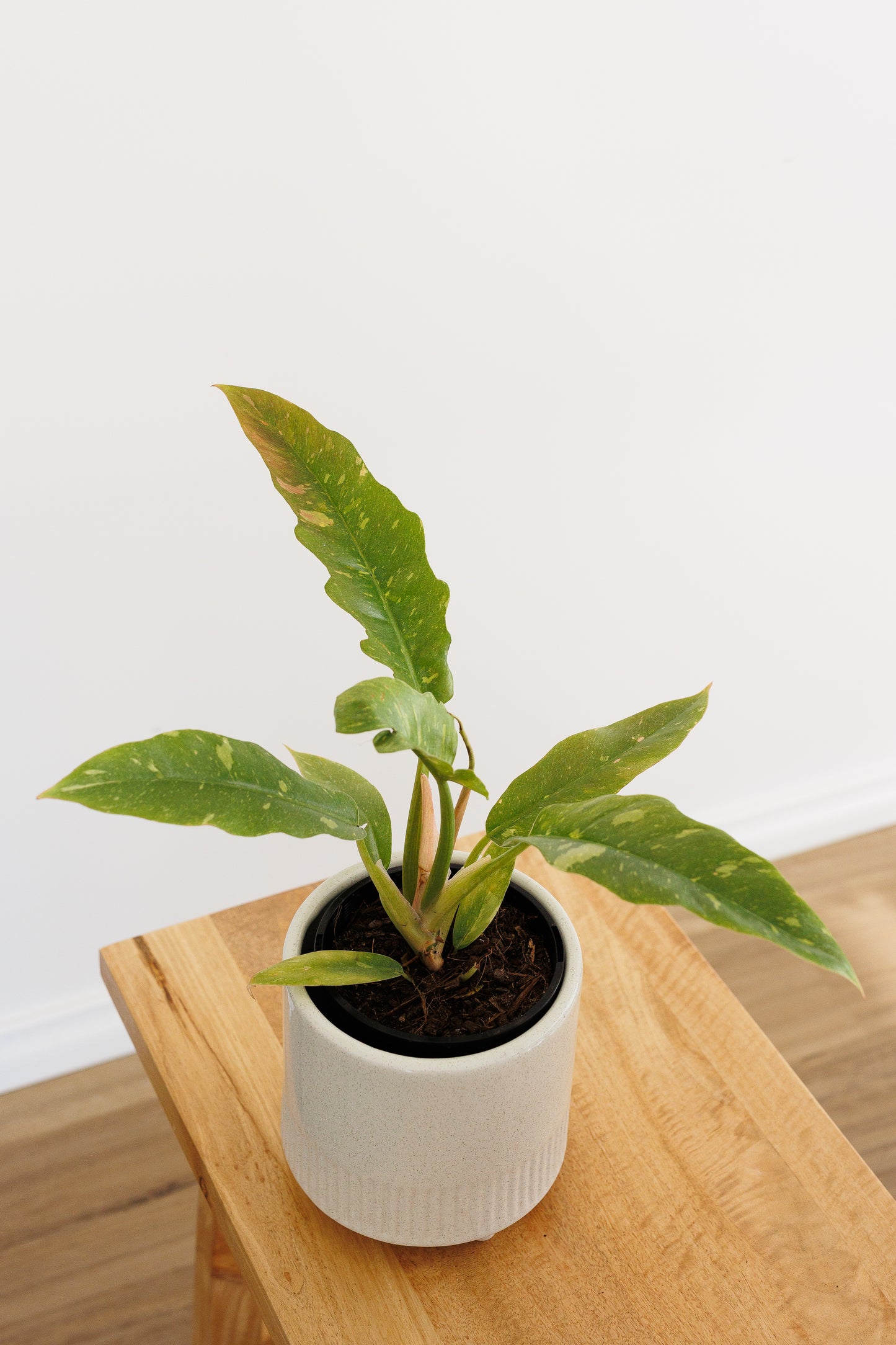 Philodendron Ring Of Fire Variegated - 140mm