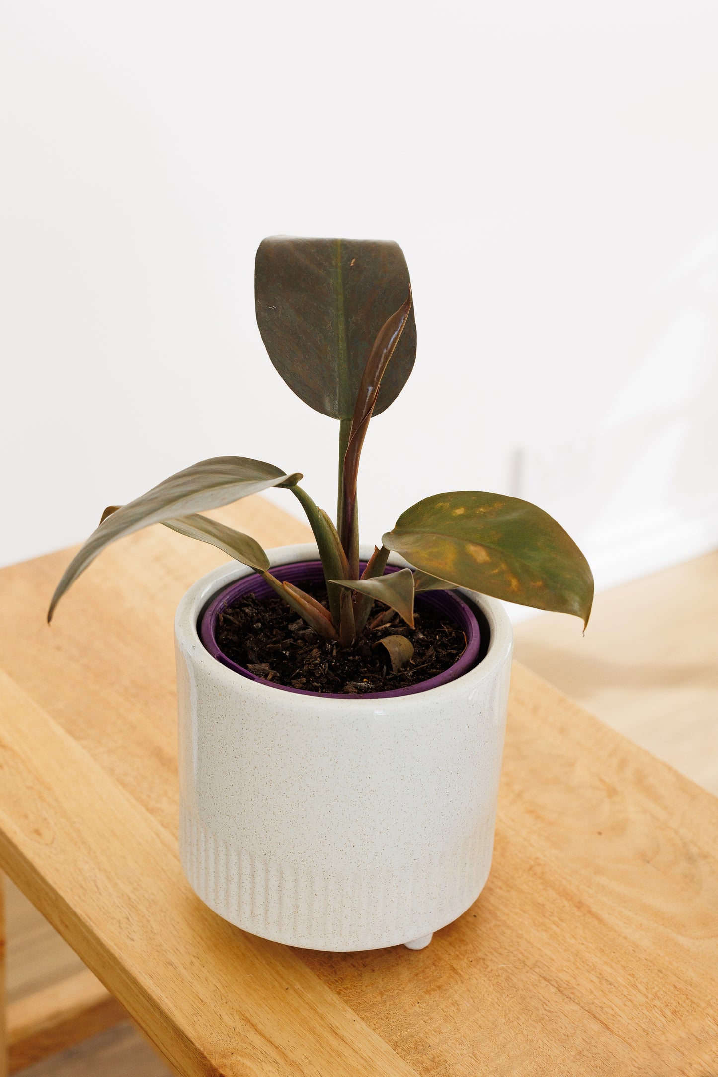 Philodendron Imperial Red - 140mm