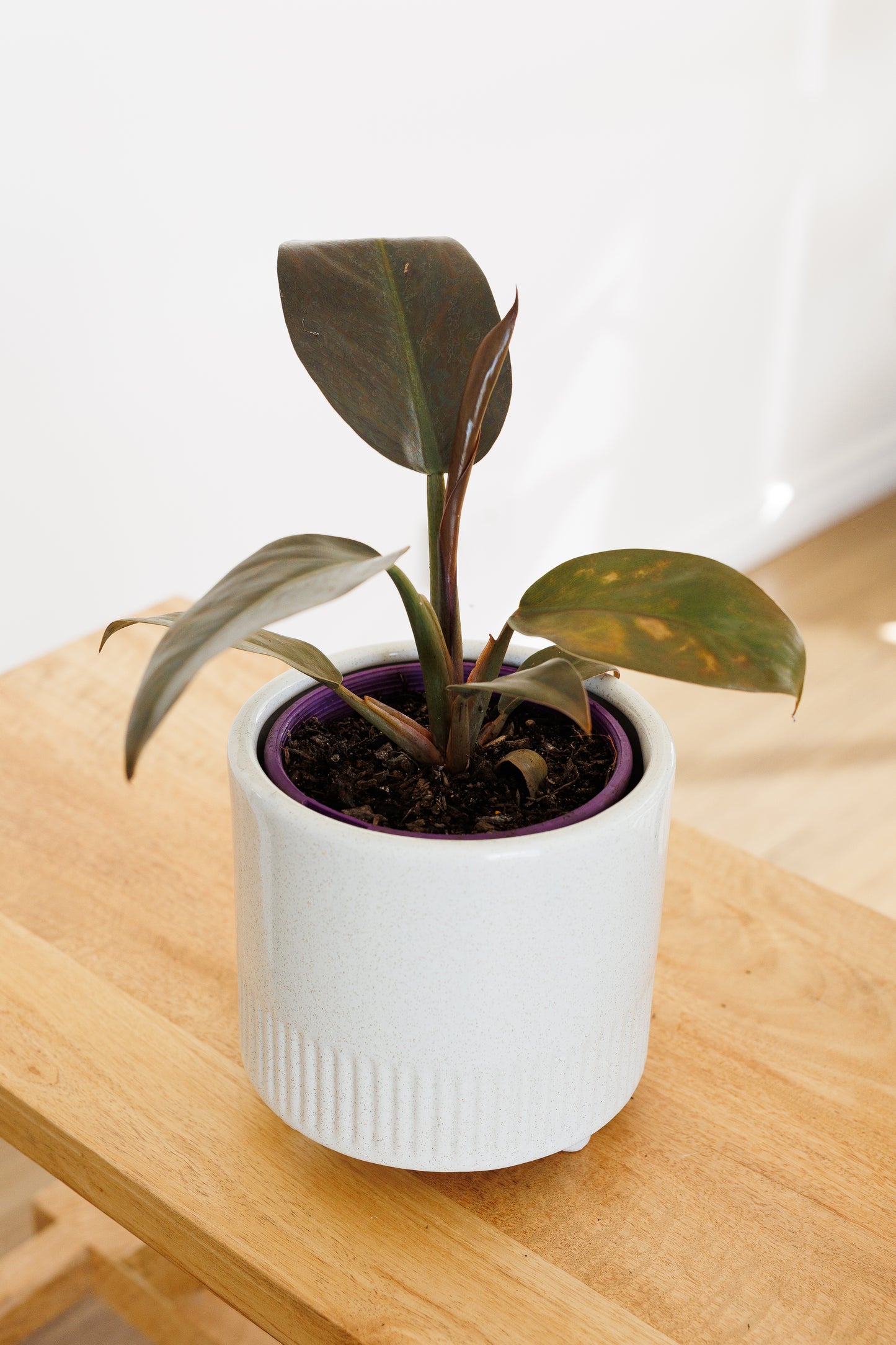 Philodendron Imperial Red - 140mm