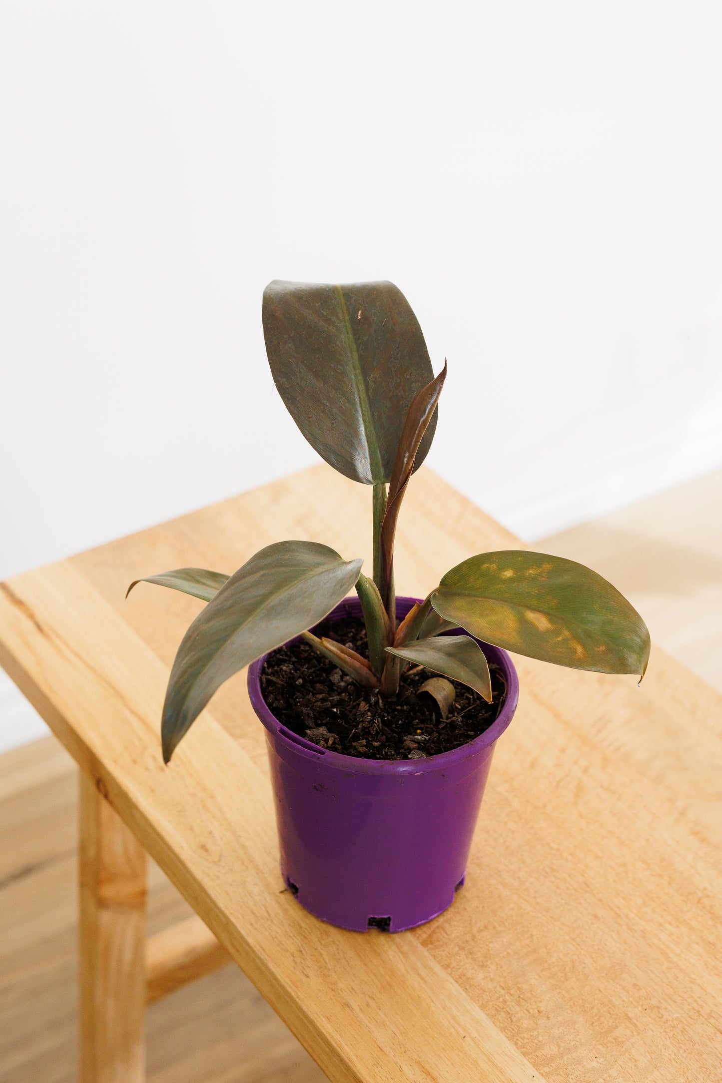 Philodendron Imperial Red - 140mm