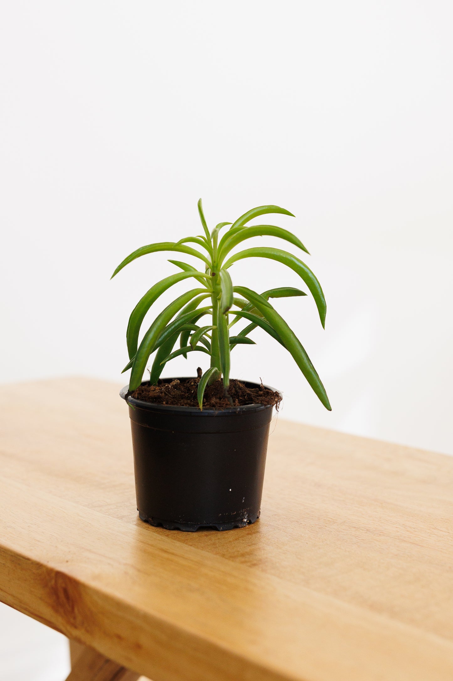 Peperomia Happy Bean - 90mm