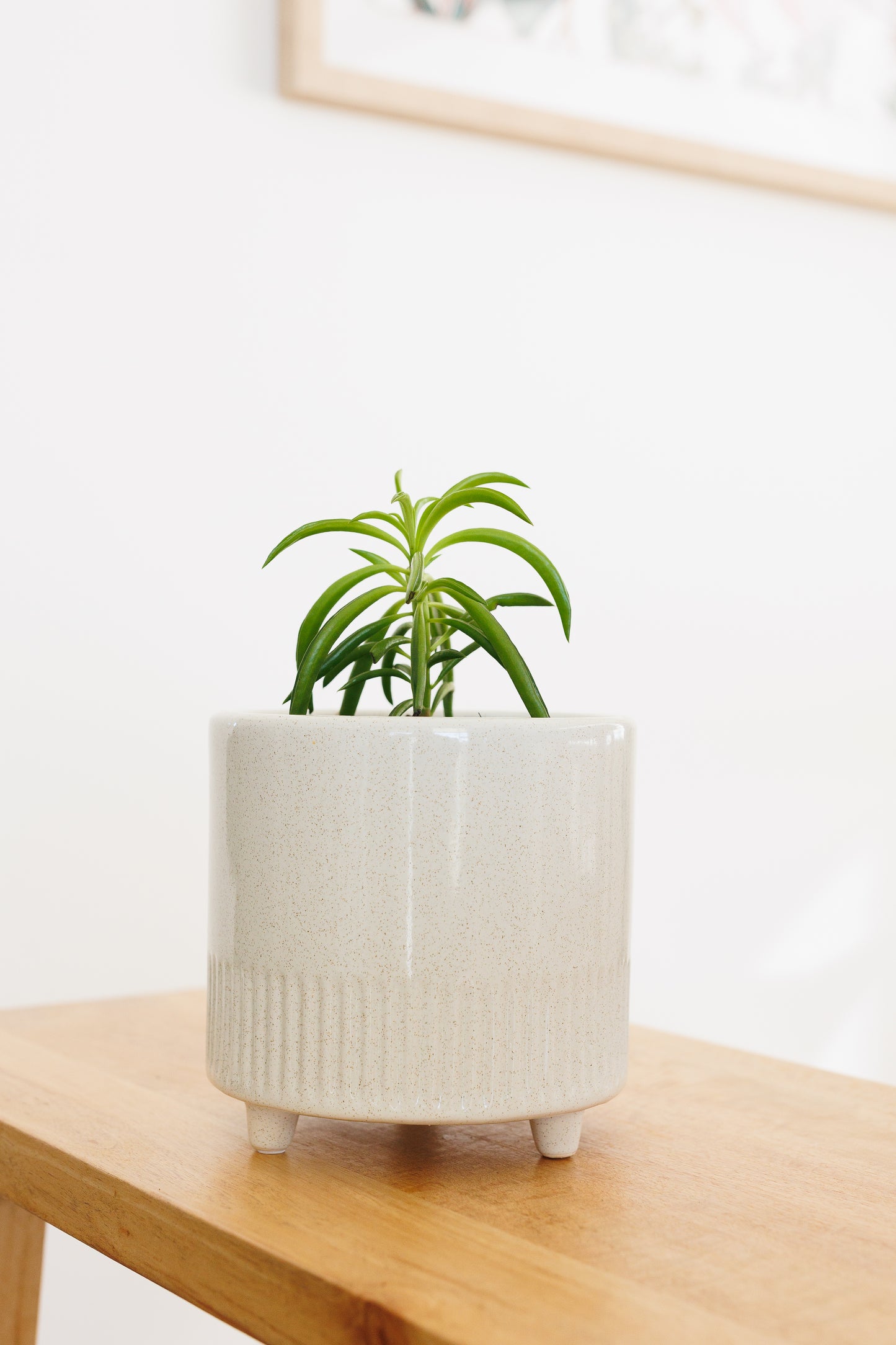 Peperomia Happy Bean - 90mm