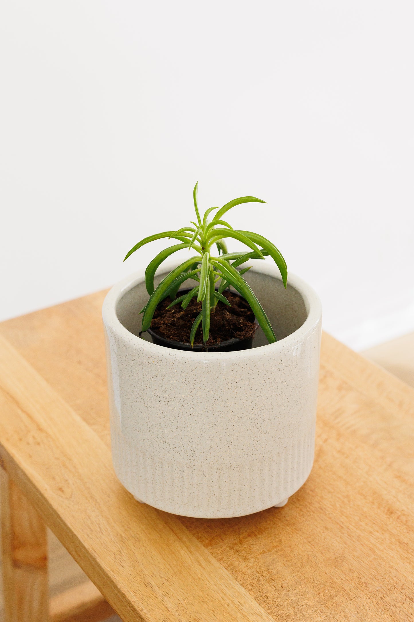 Peperomia Happy Bean - 90mm