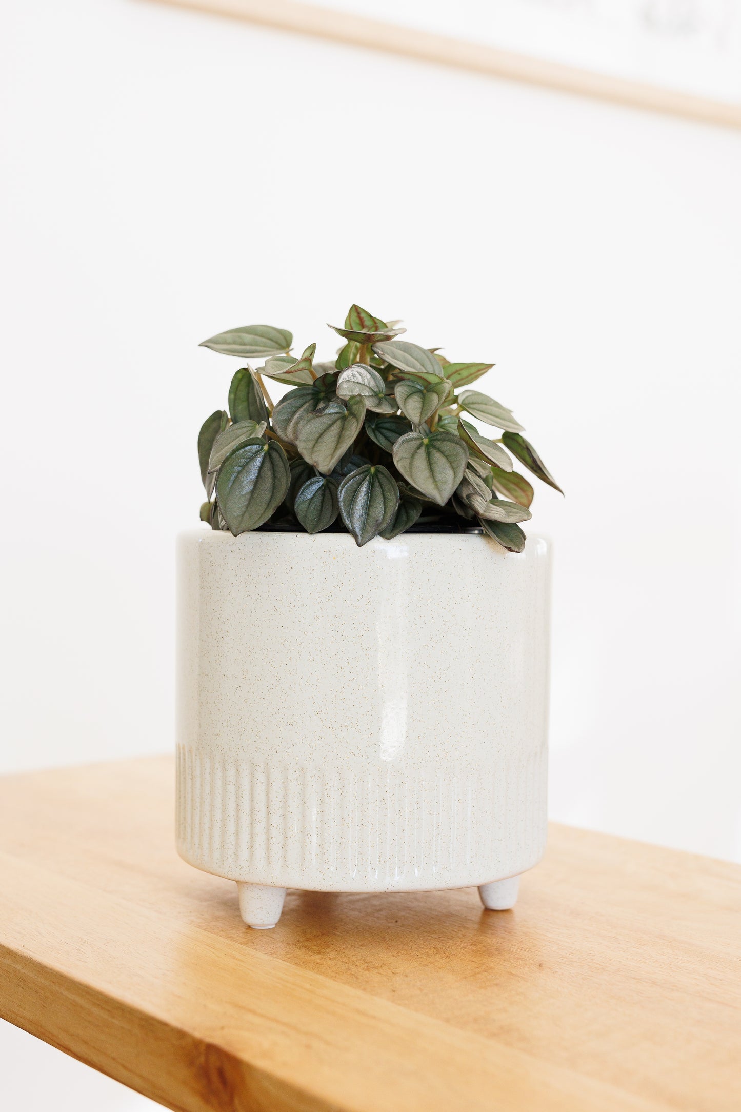 Peperomia Burbella - 120mm