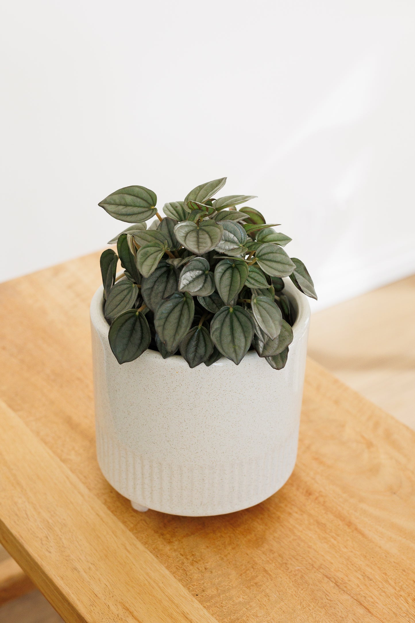 Peperomia Burbella - 120mm