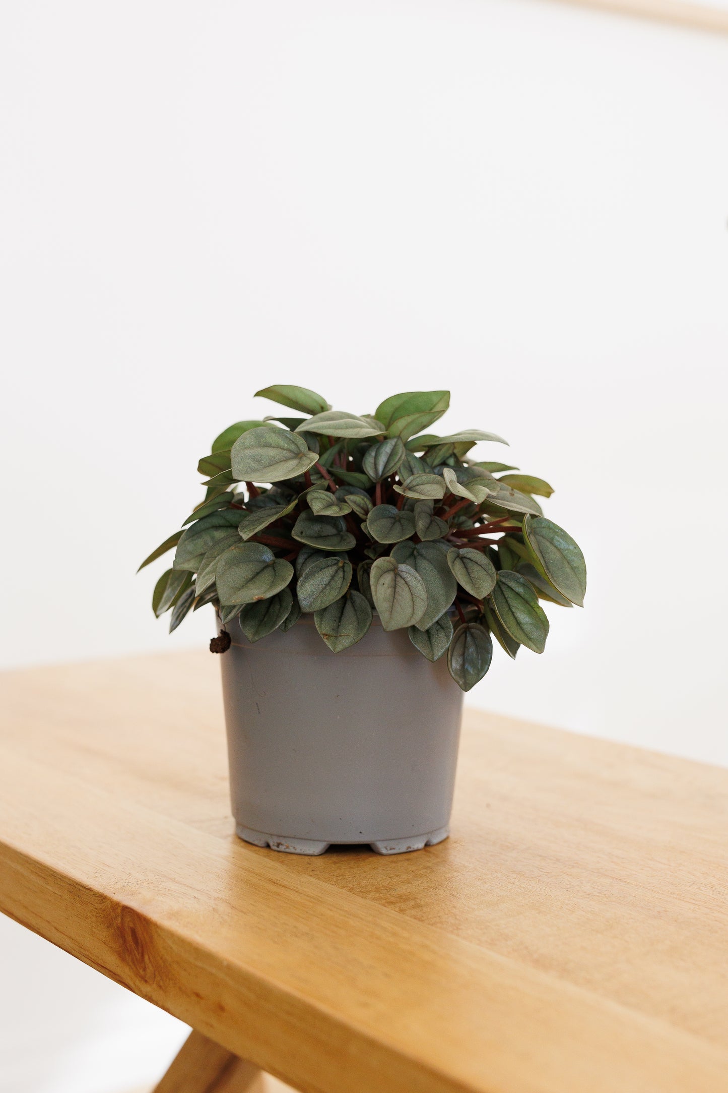 Peperomia Milano - 120mm
