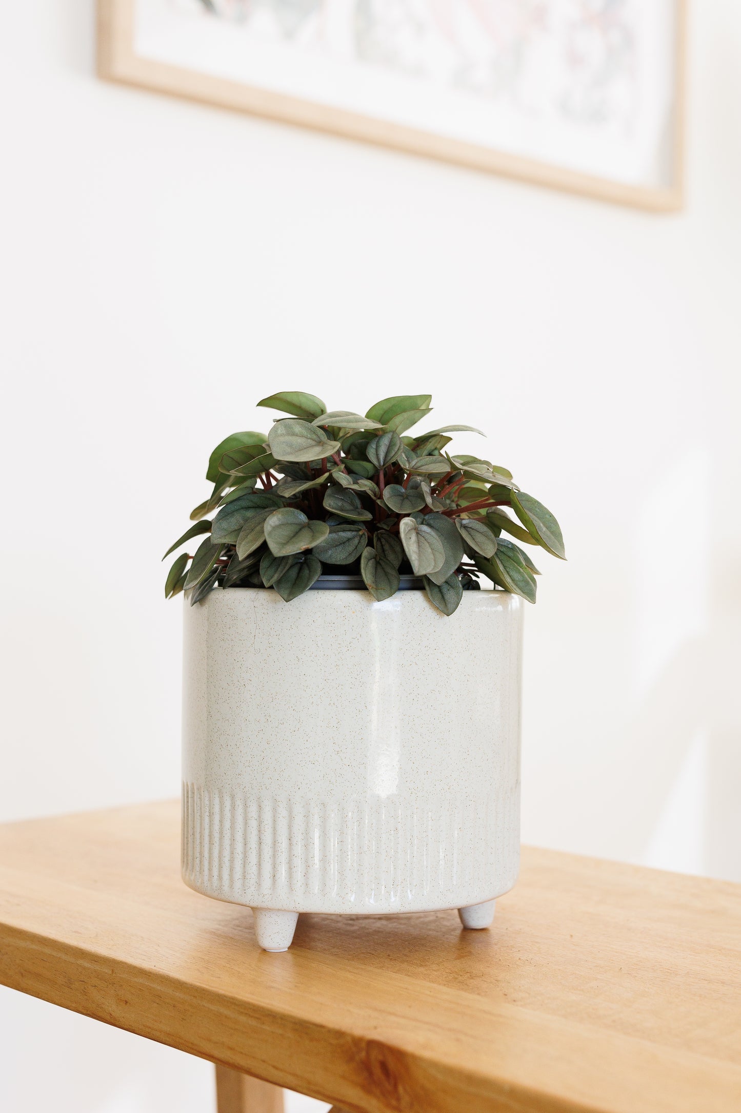 Peperomia Milano - 120mm