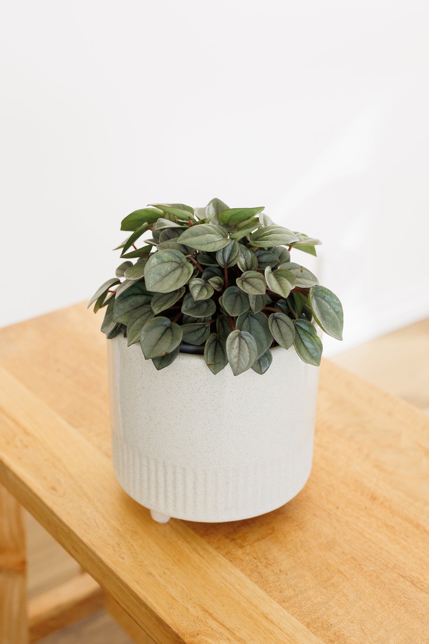 Peperomia Milano - 120mm