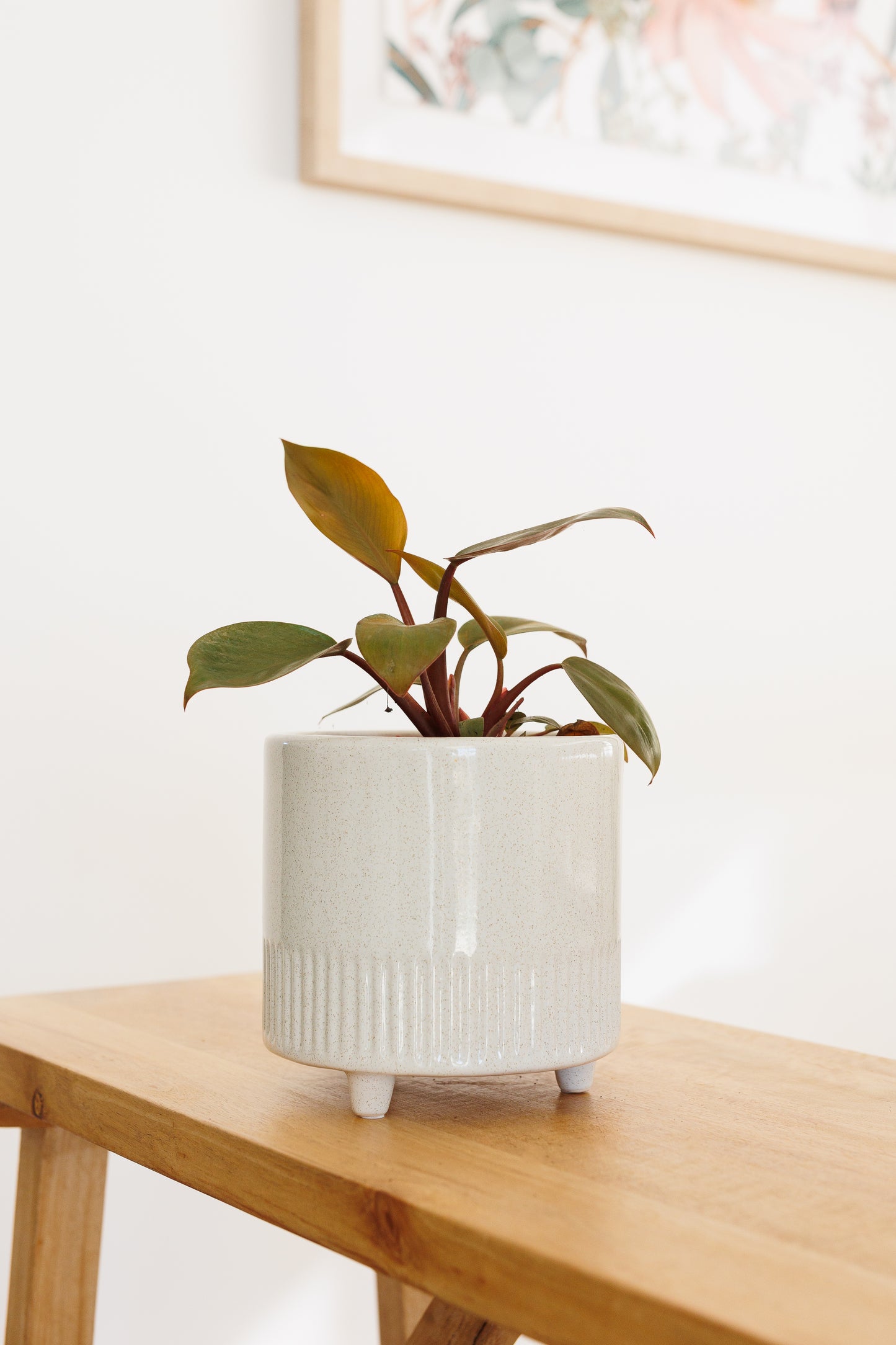 Philodendron Rojo Congo - 140mm