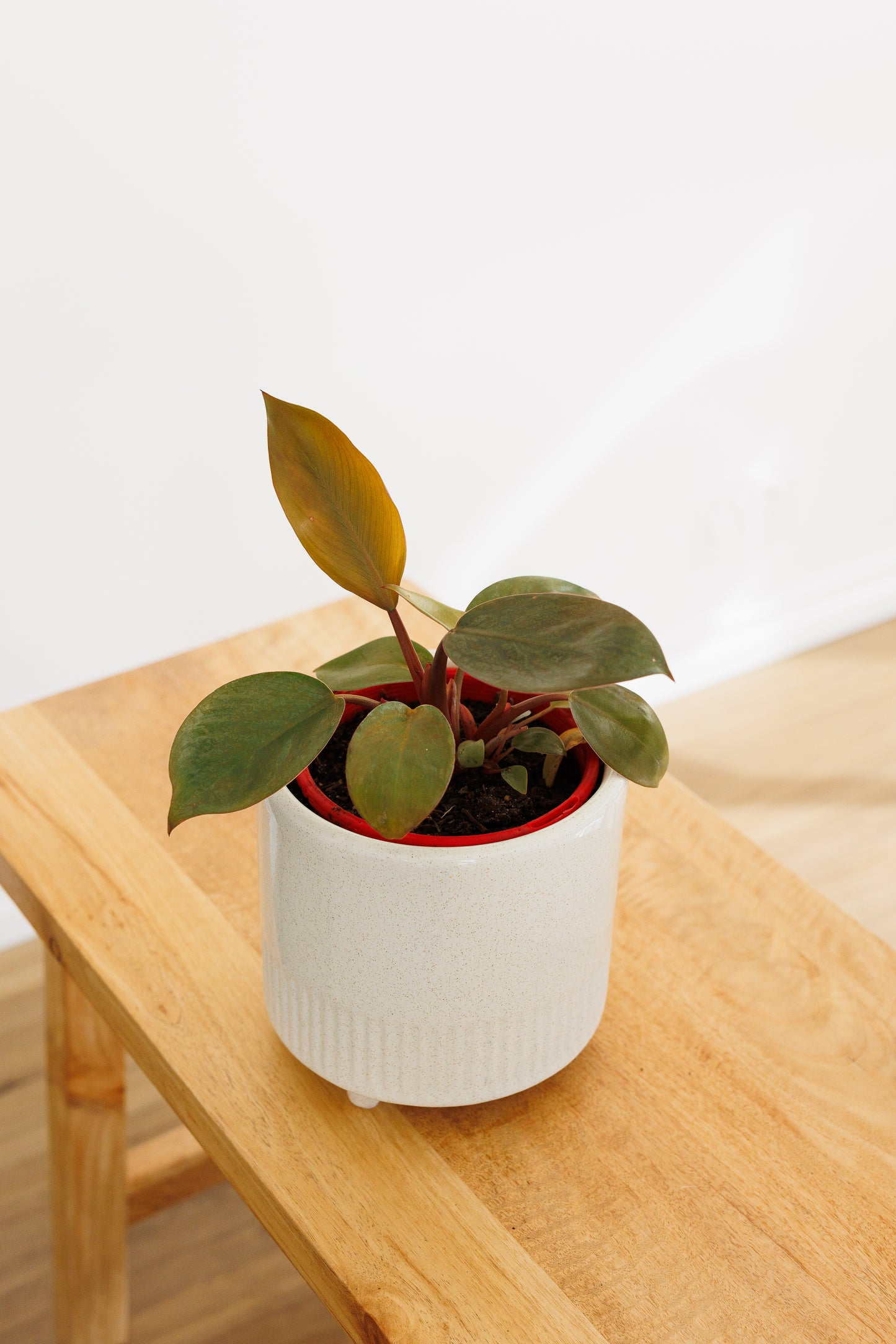 Philodendron Rojo Congo - 140mm
