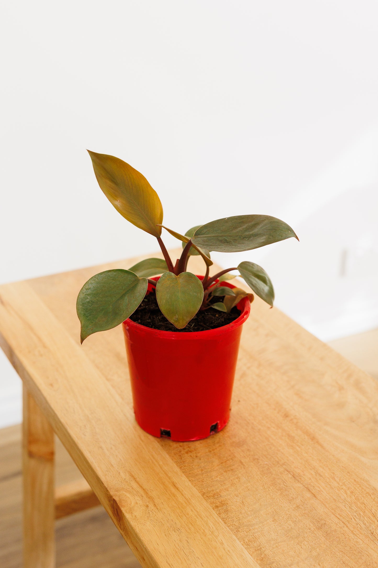 Philodendron Rojo Congo - 140mm