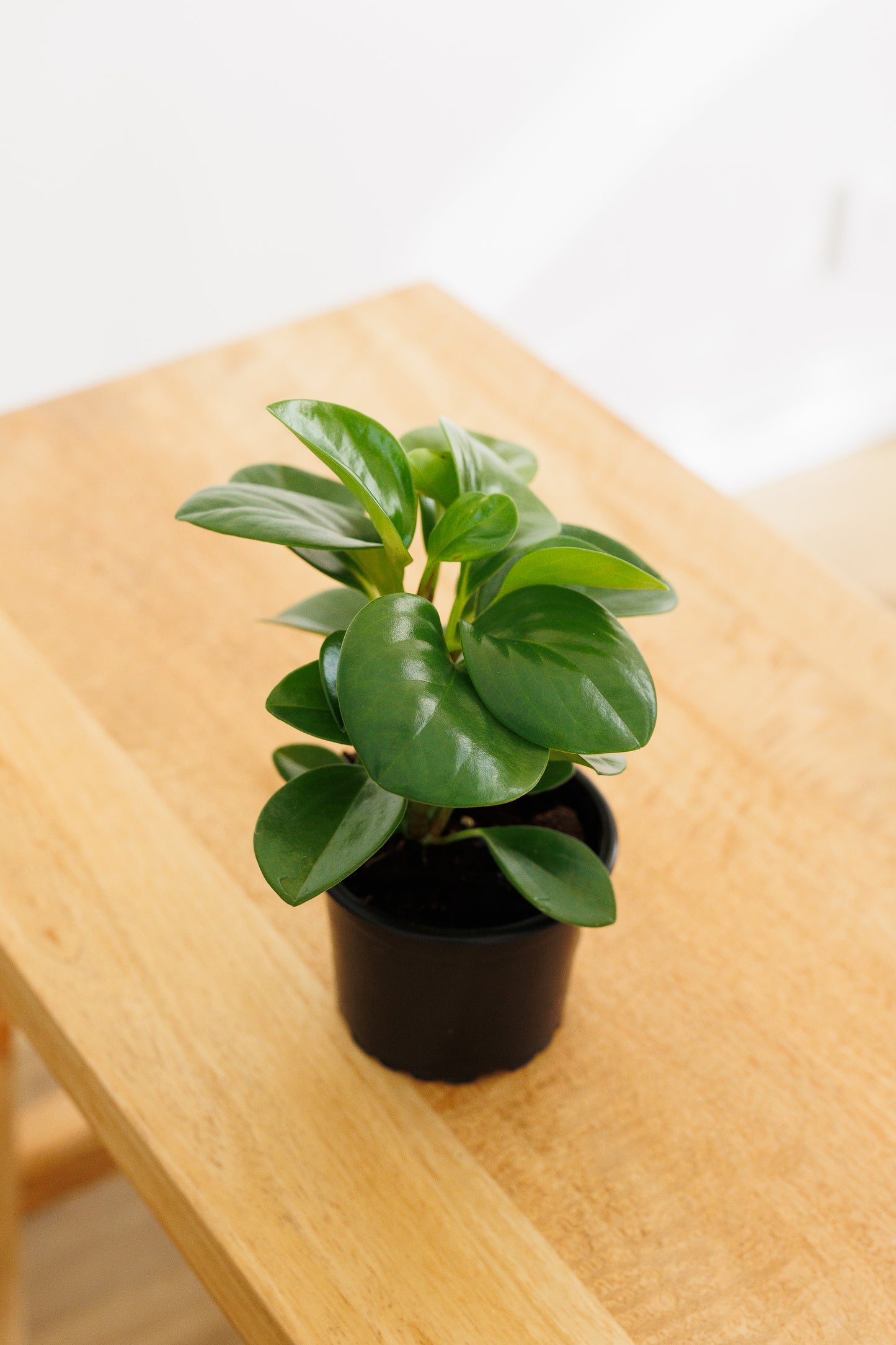 Peperomia - 90mm