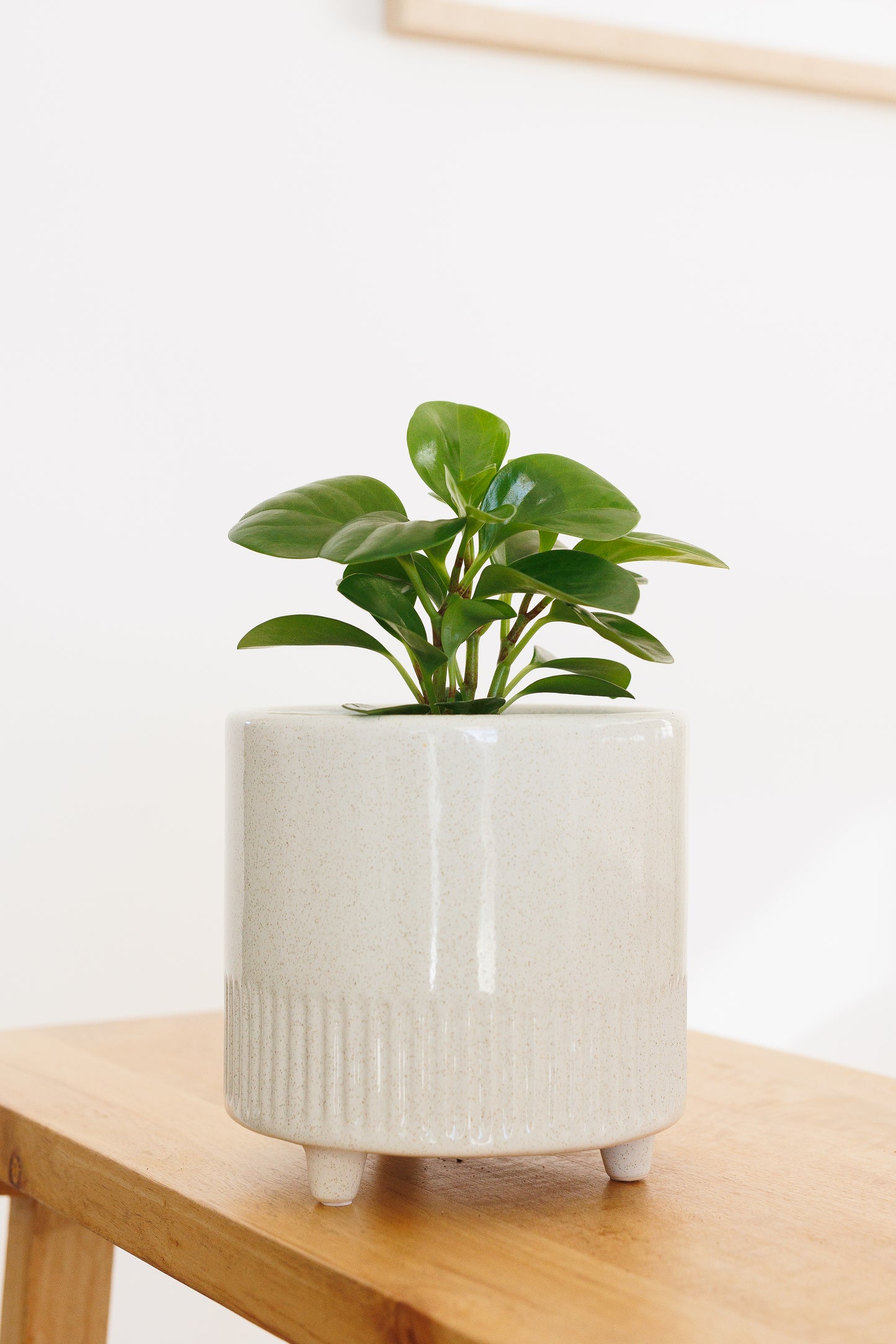 Peperomia - 90mm