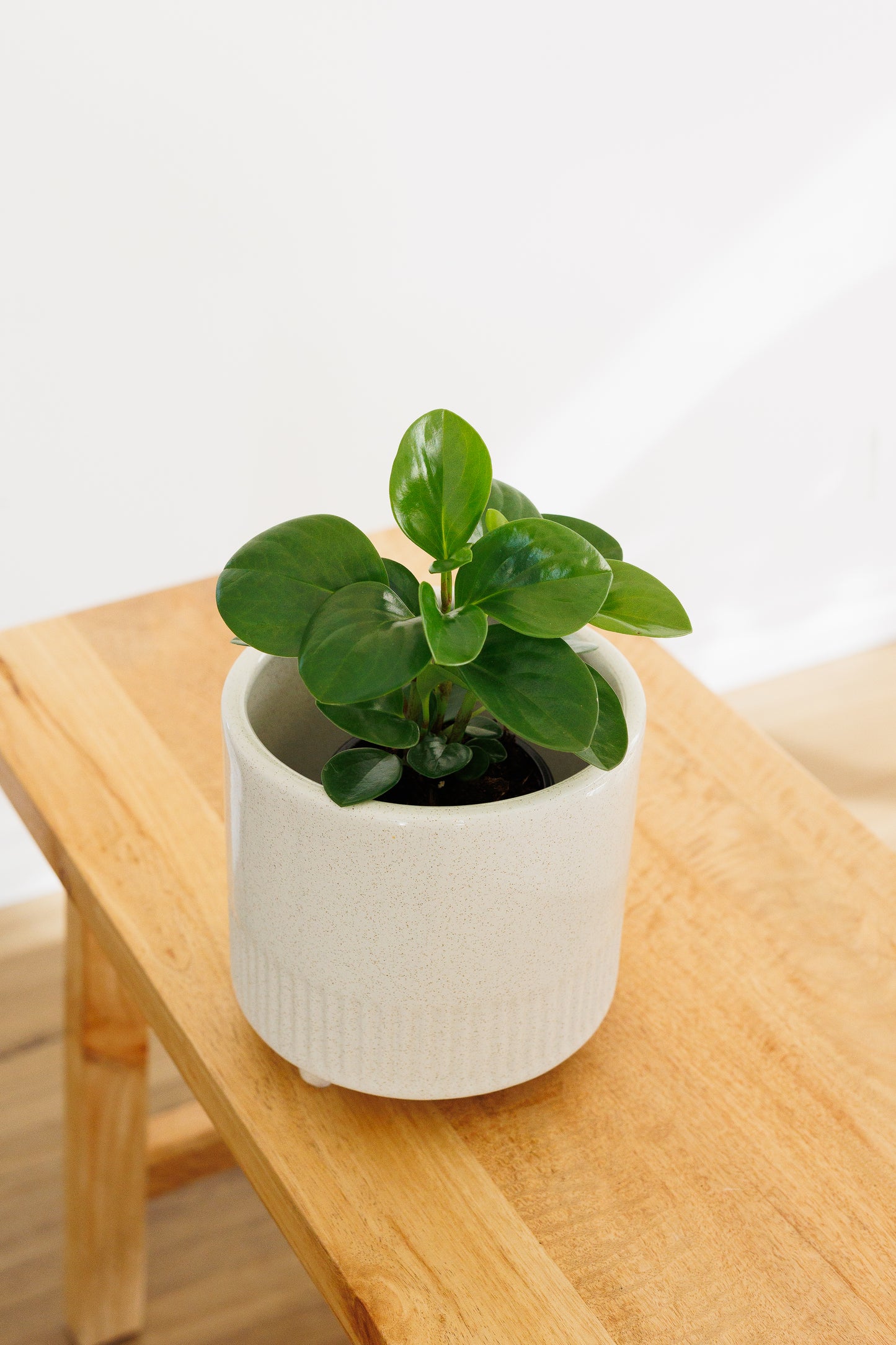 Peperomia - 90mm