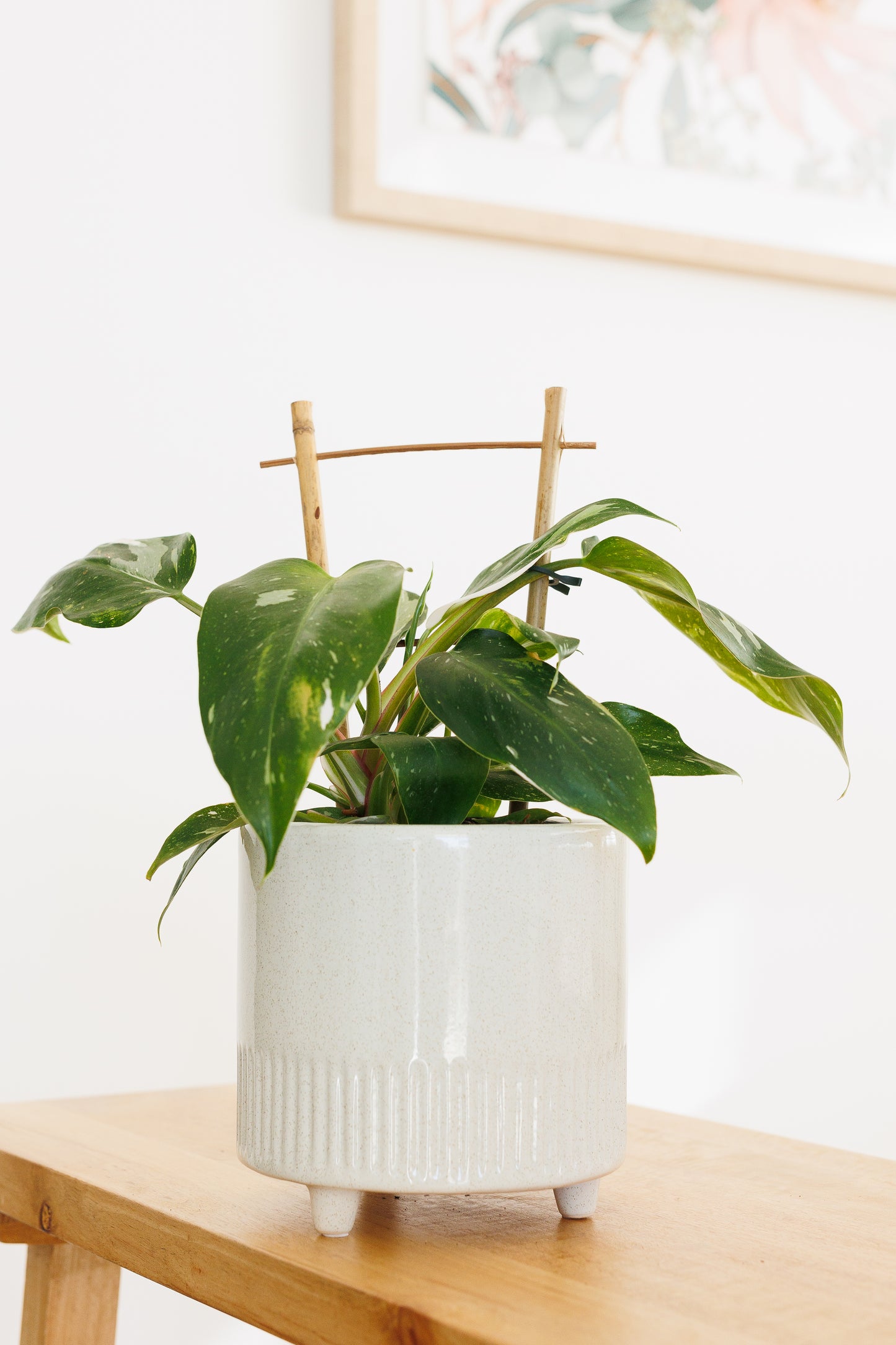Philodendron White Princess - 140mm