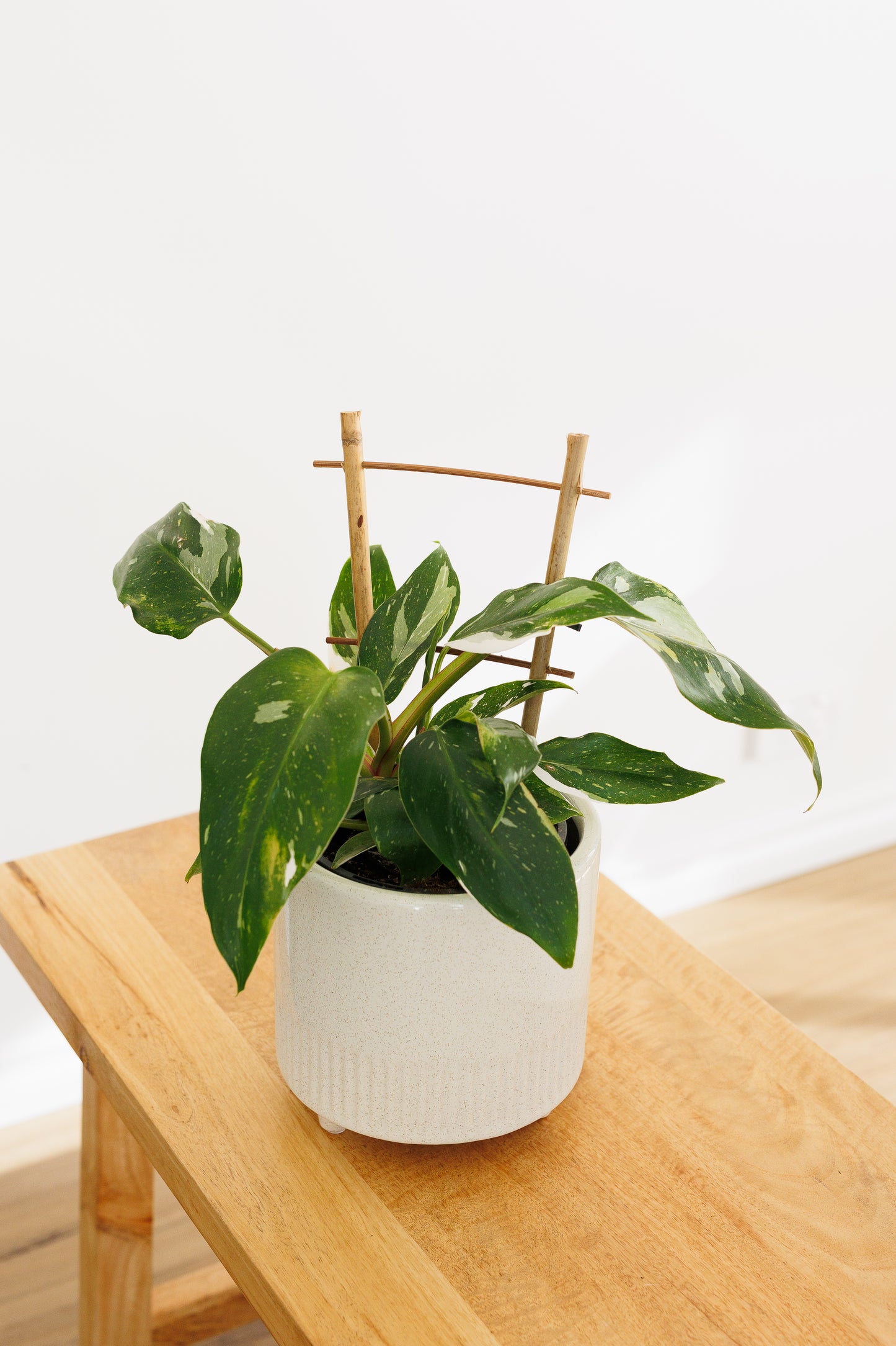 Philodendron White Princess - 140mm