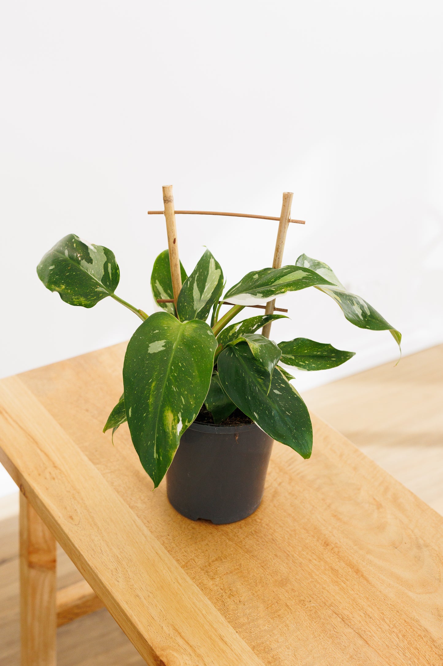 Philodendron White Princess - 140mm