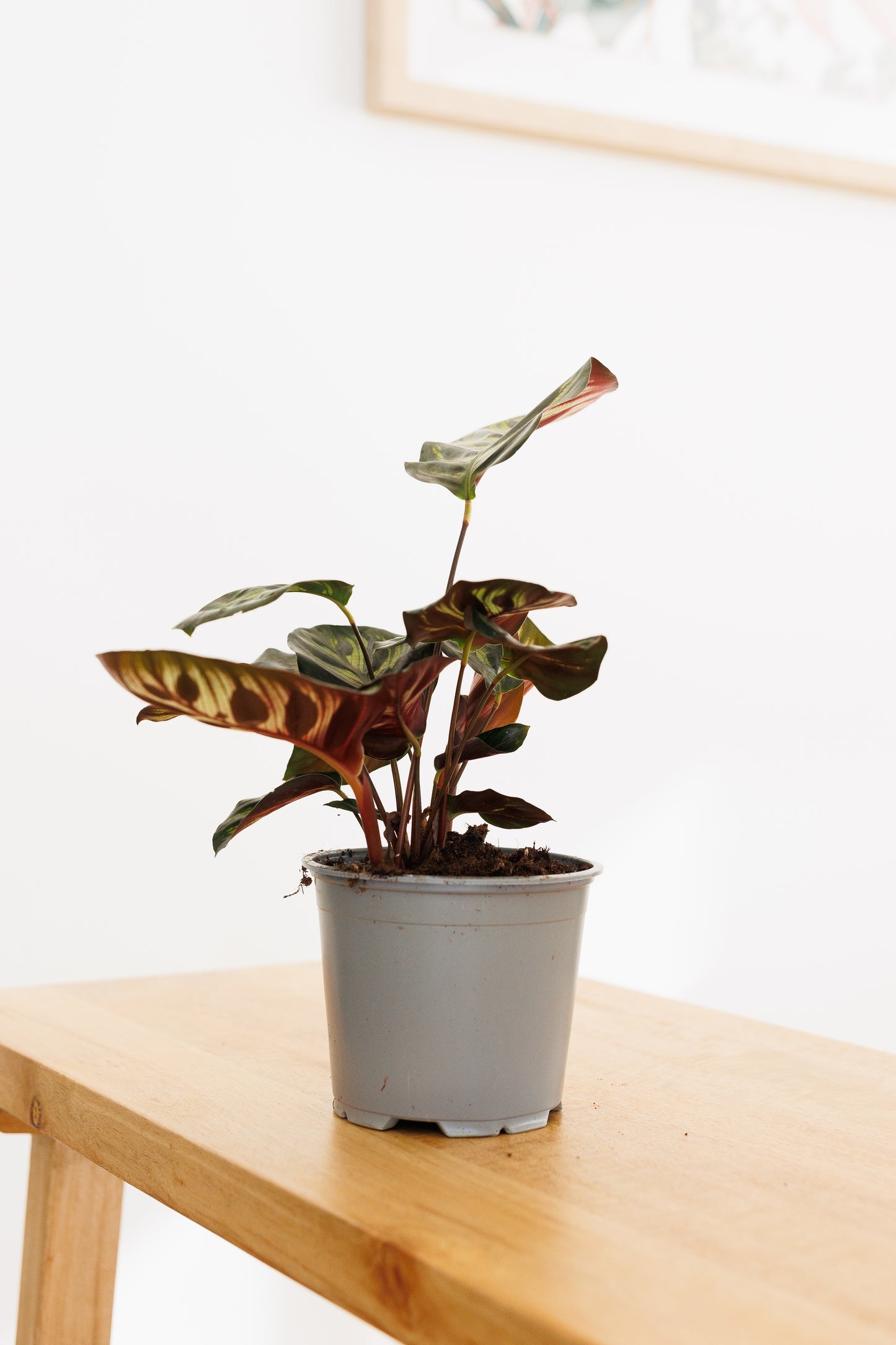 Calathea Makoyana - 120mm