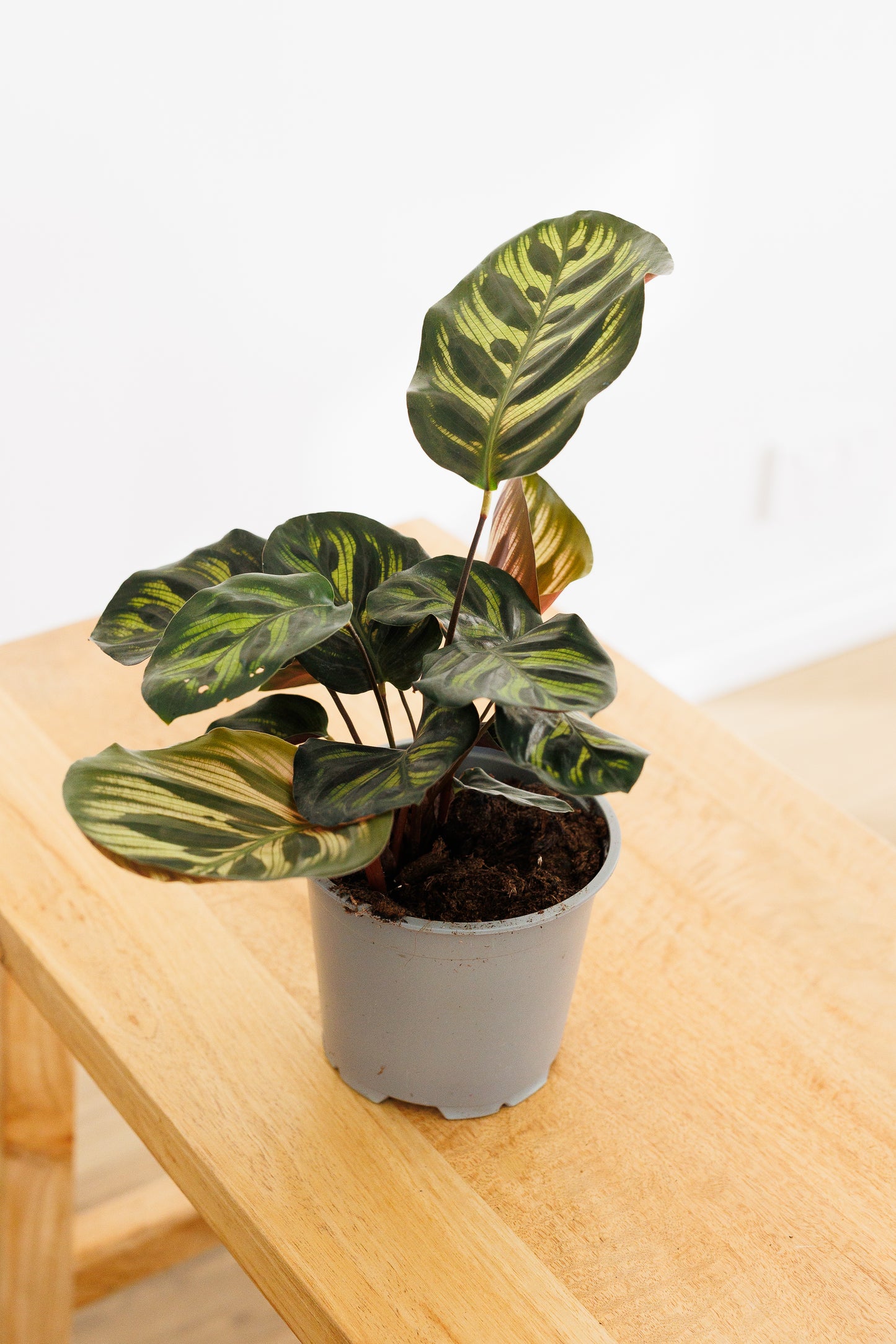 Calathea Makoyana - 120mm