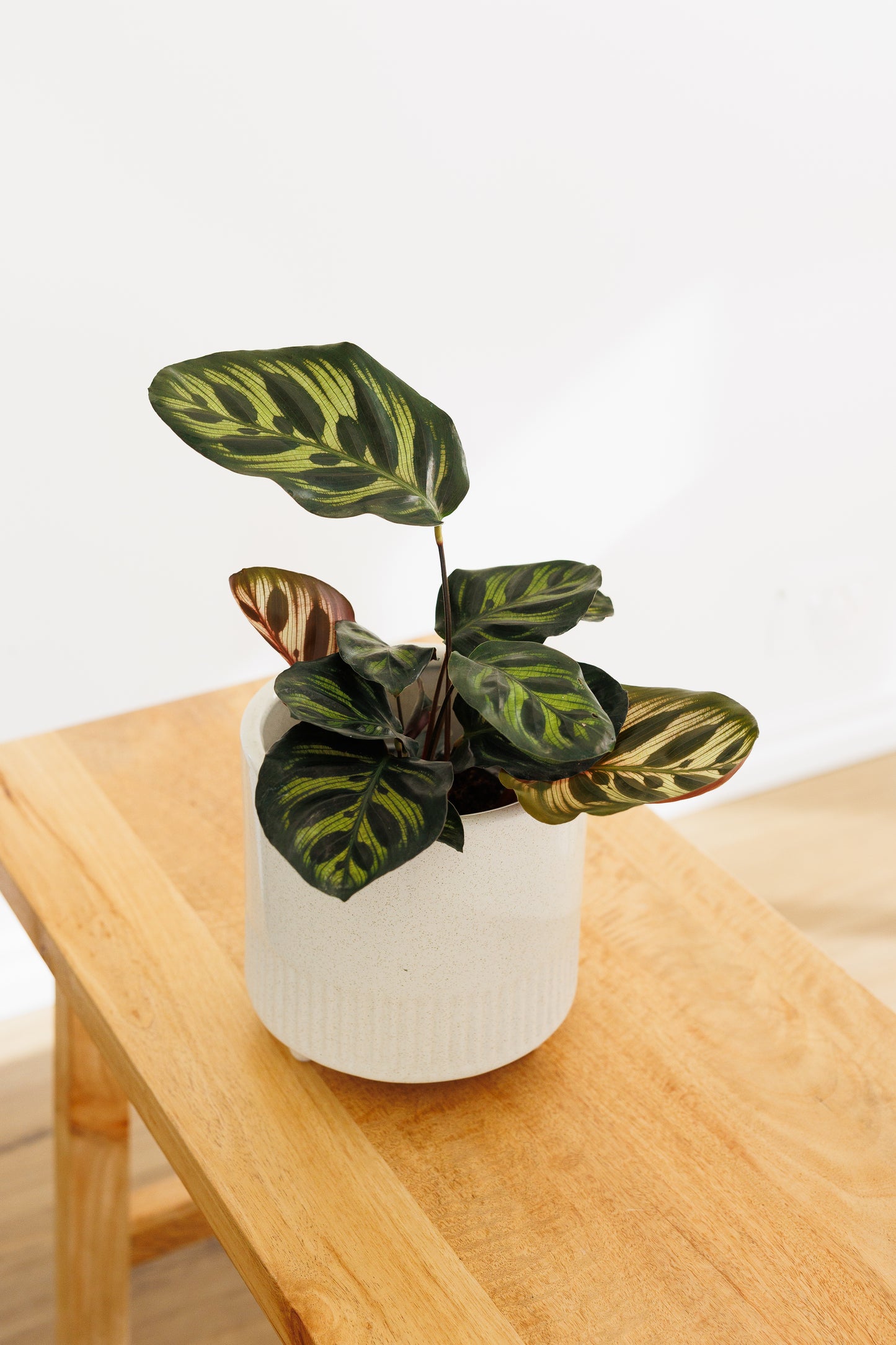 Calathea Makoyana - 120mm