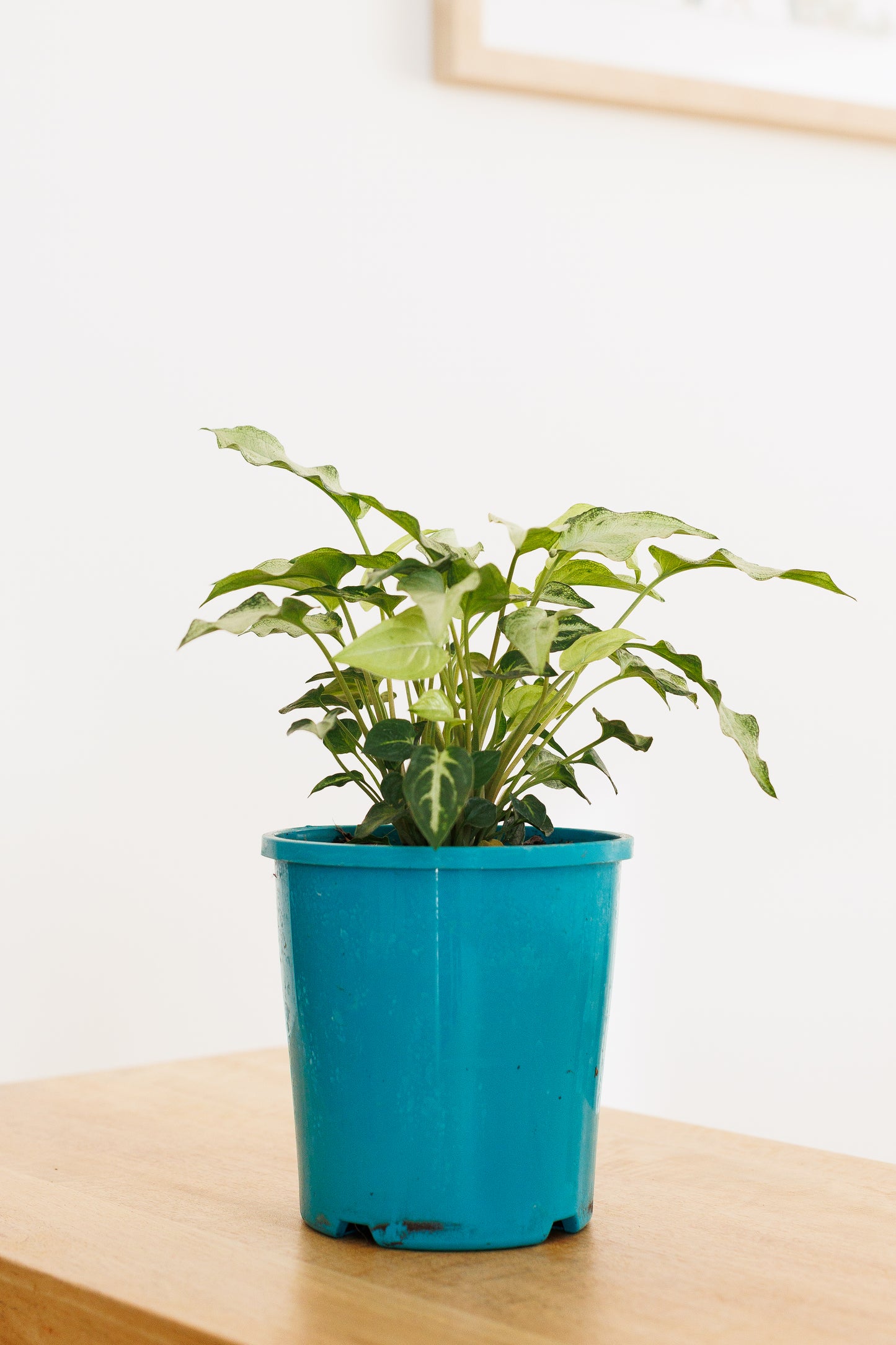 Syngonium Magic Marble - 140mm