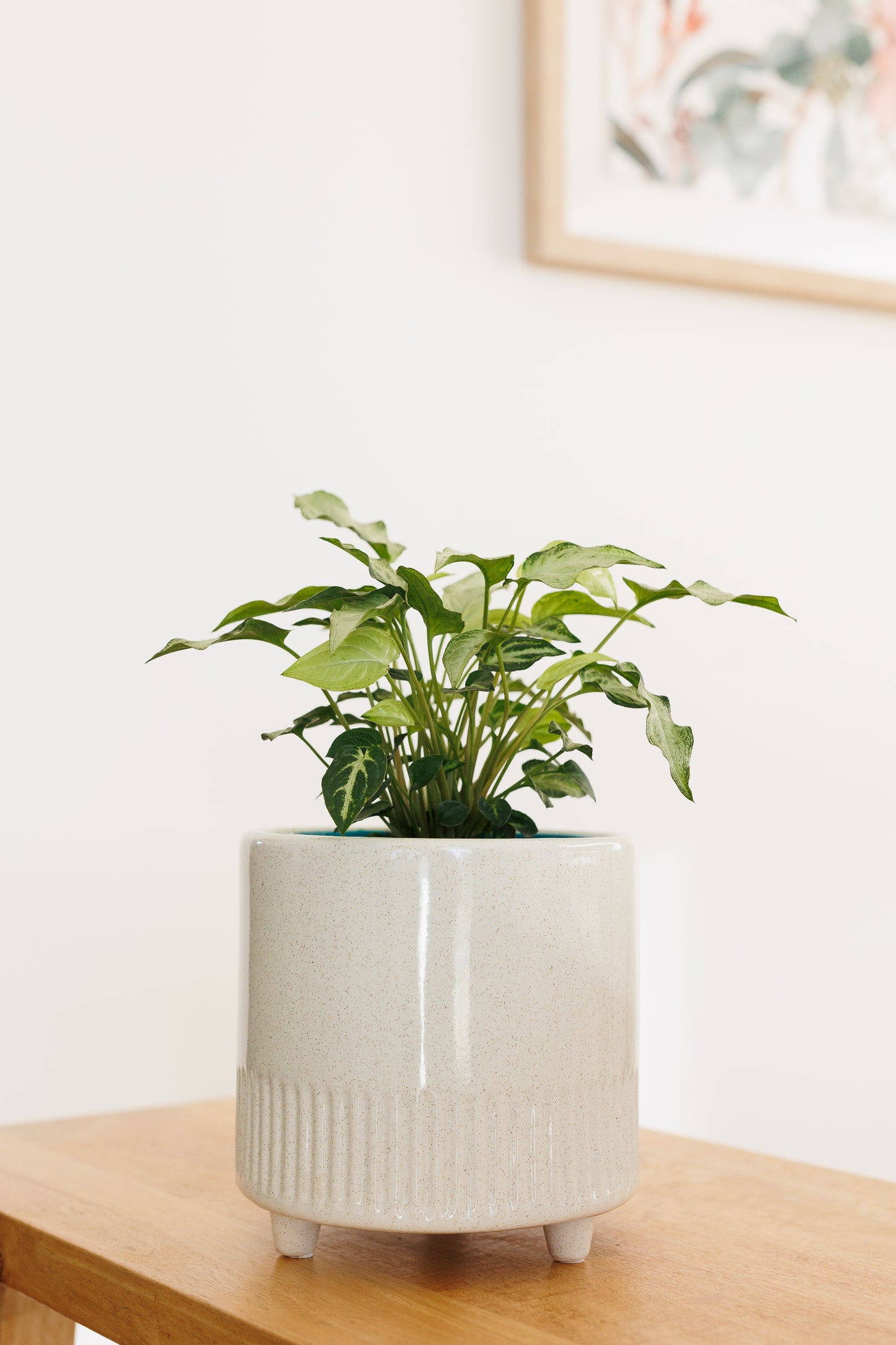 Syngonium Magic Marble - 140mm