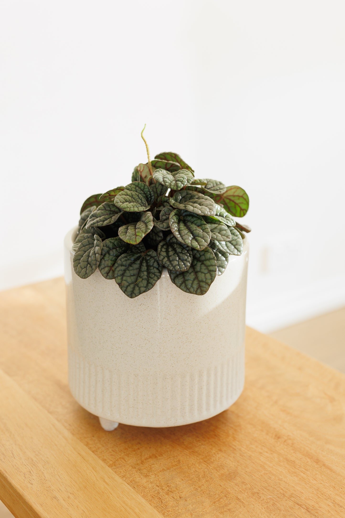 Peperomia Greyhound - 120mm