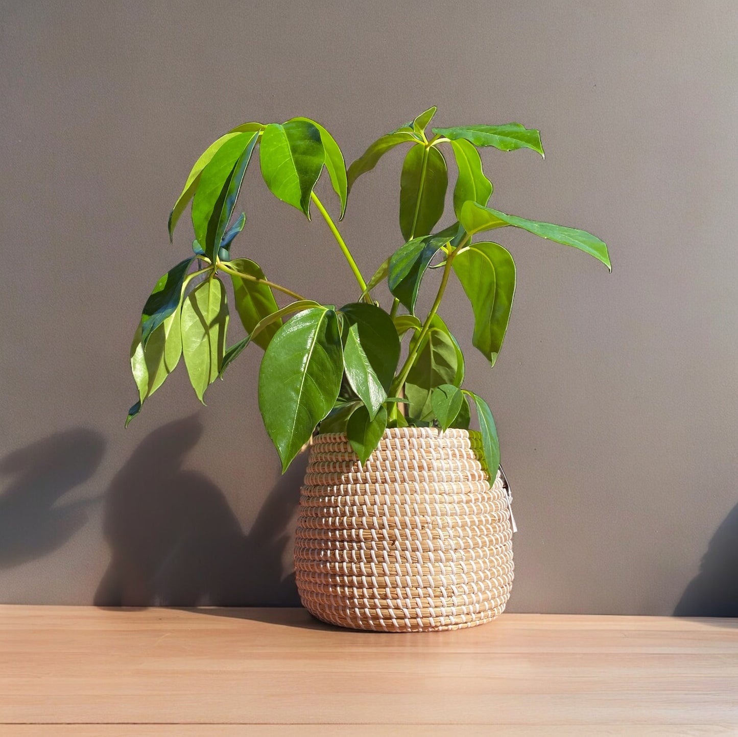 Natural Seagrass Basket