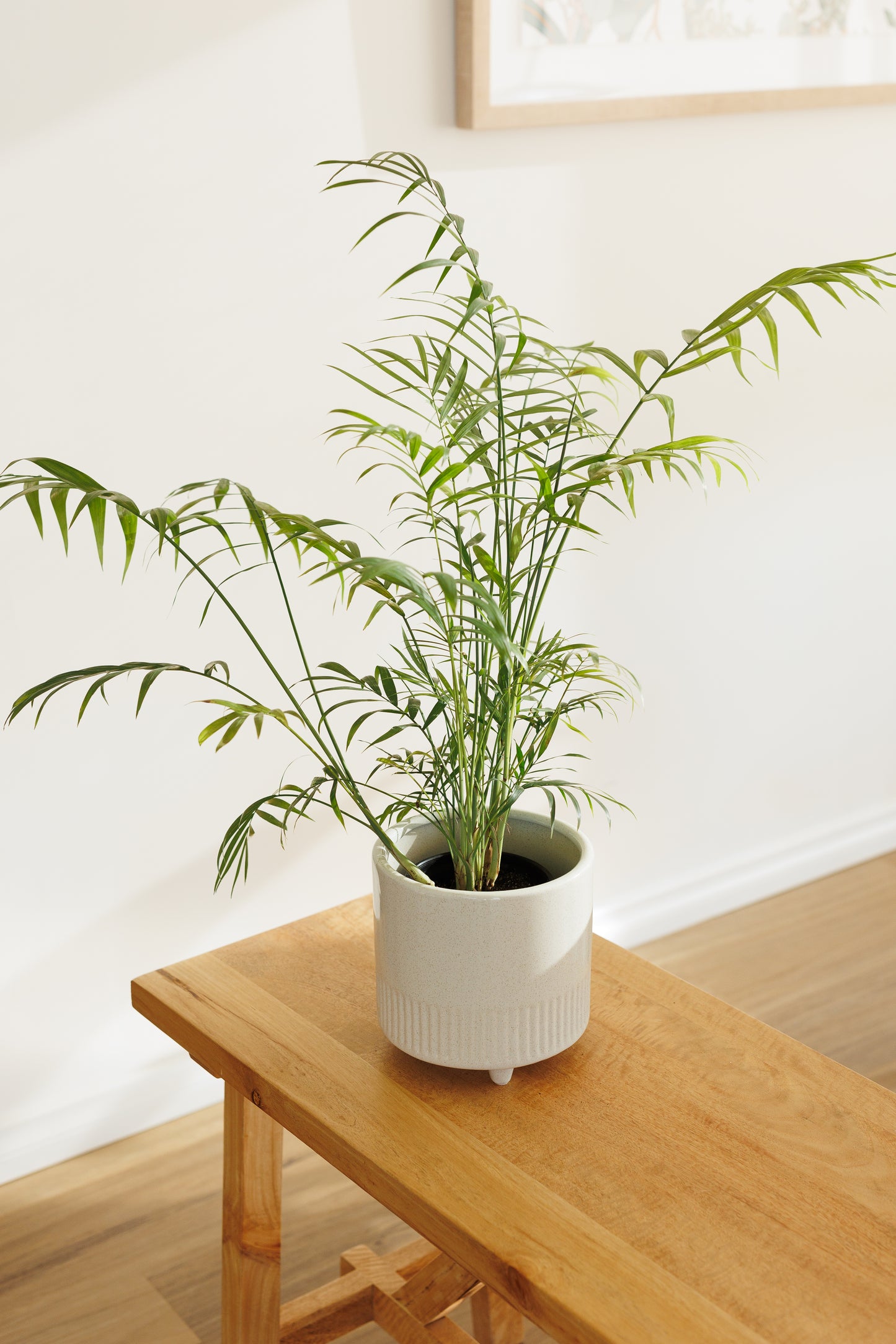Parlour Palm - 120mm