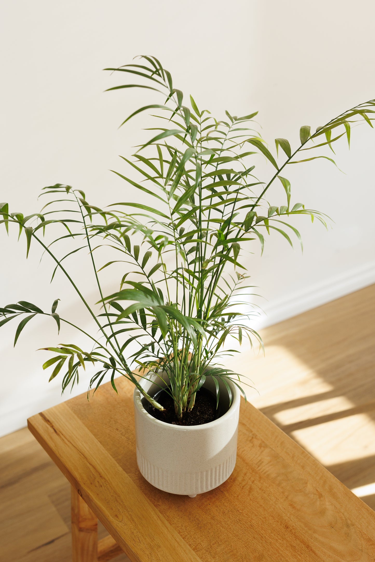 Parlour Palm - 120mm