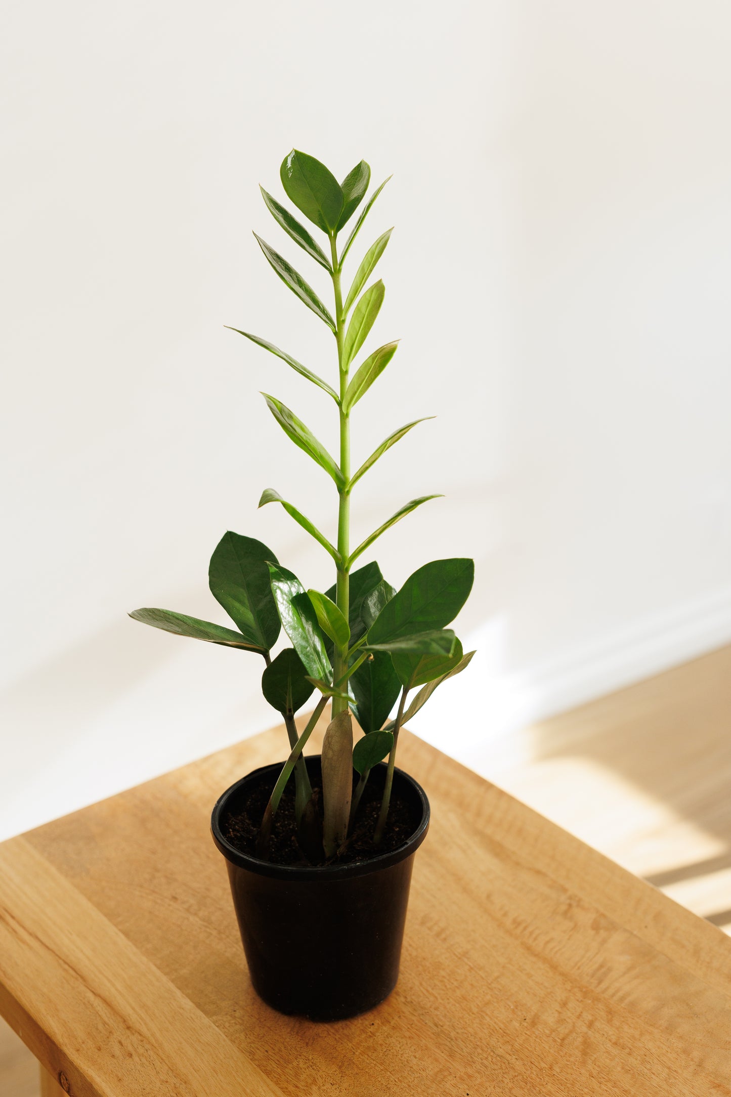 Zamioculcas ZZ Plant - 120mm