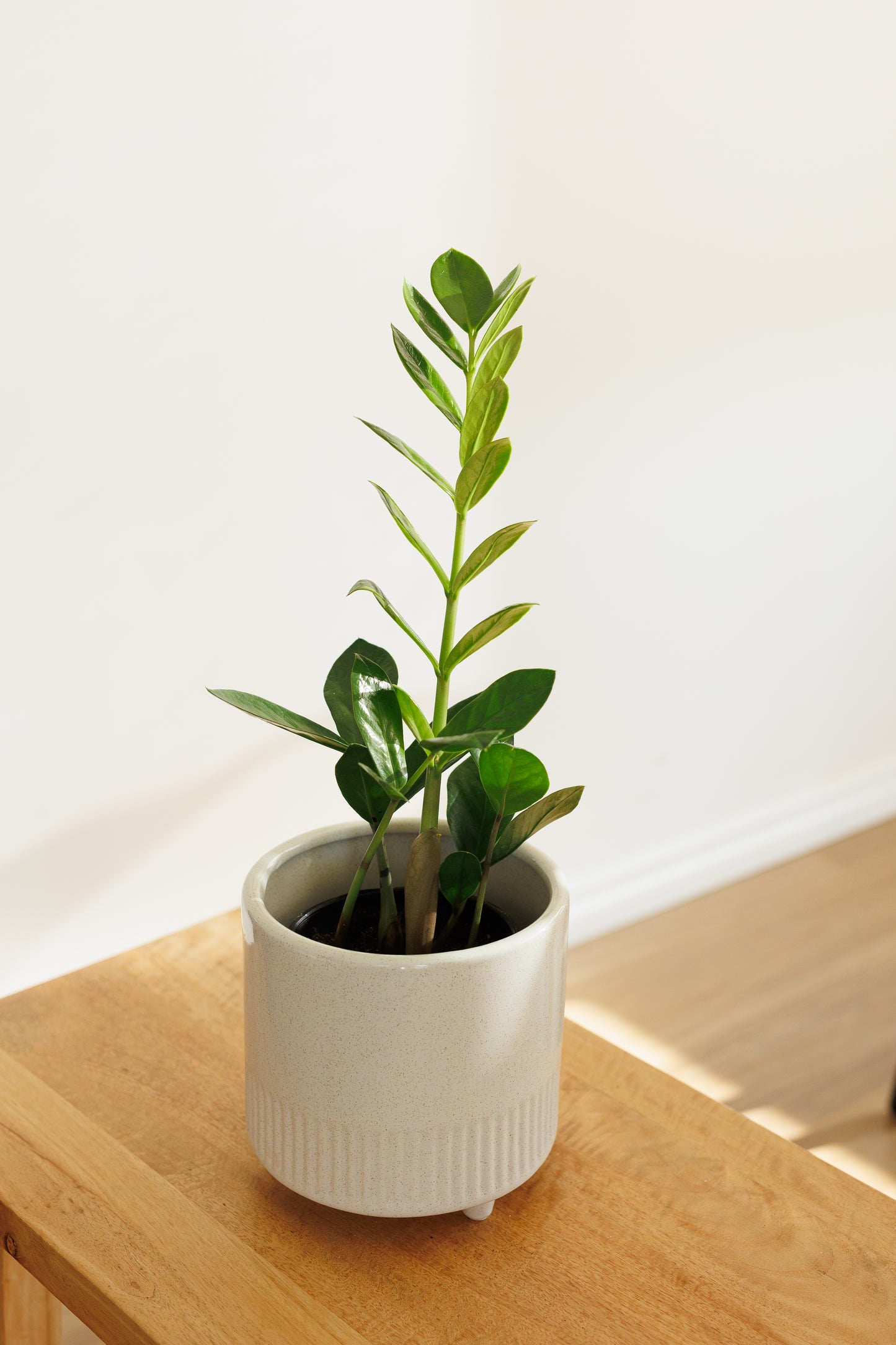 Zamioculcas ZZ Plant - 120mm