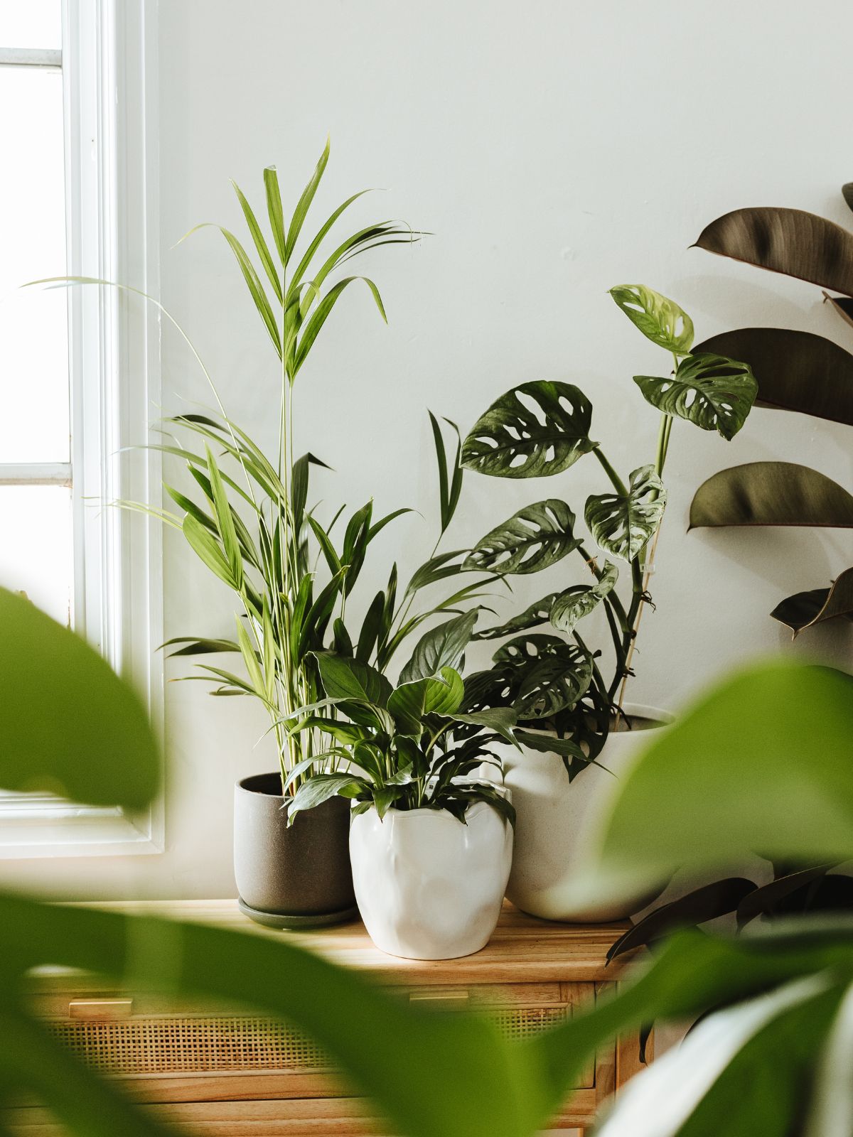 Plants