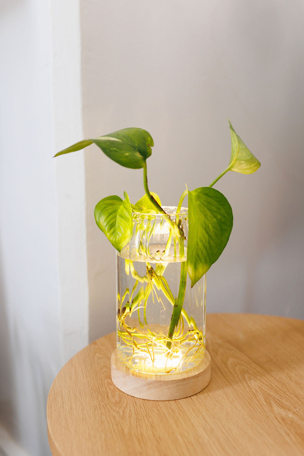 Plant Lamp - Ribbed Cylinder