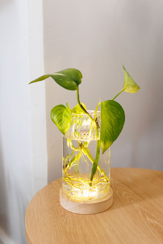 Plant Lamp - Ribbed Cylinder